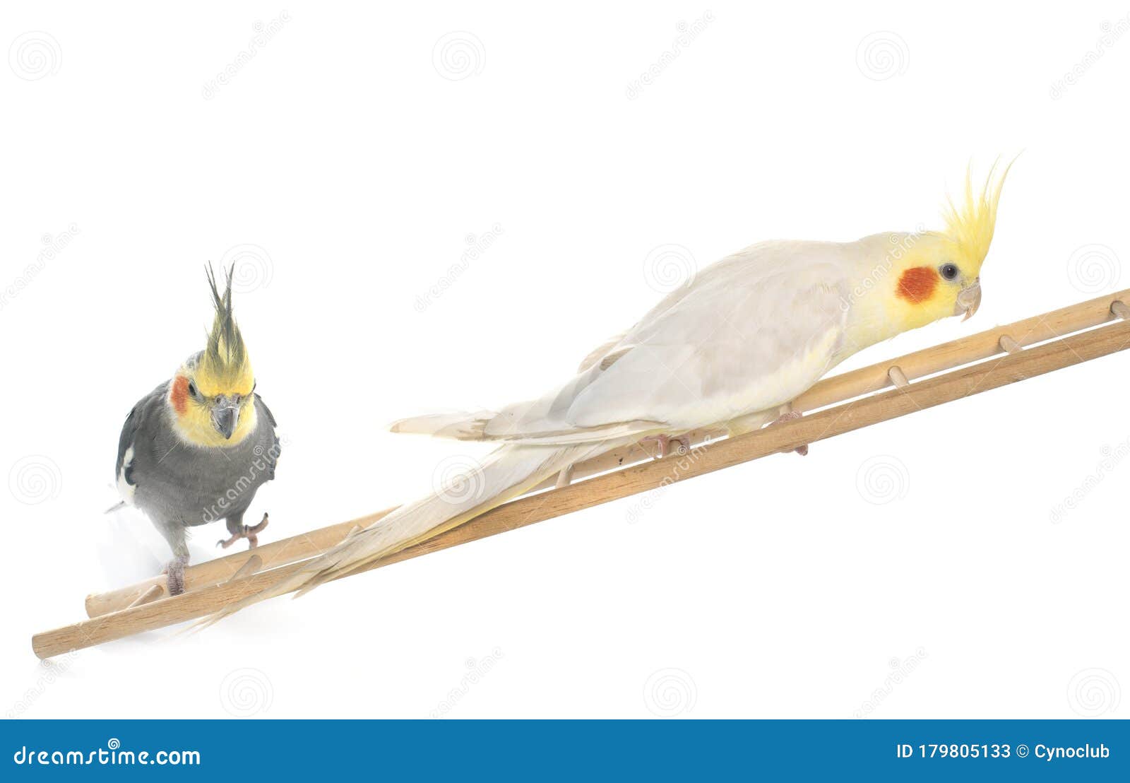 Male cockatiel playing stock image. Image of perching 179805133