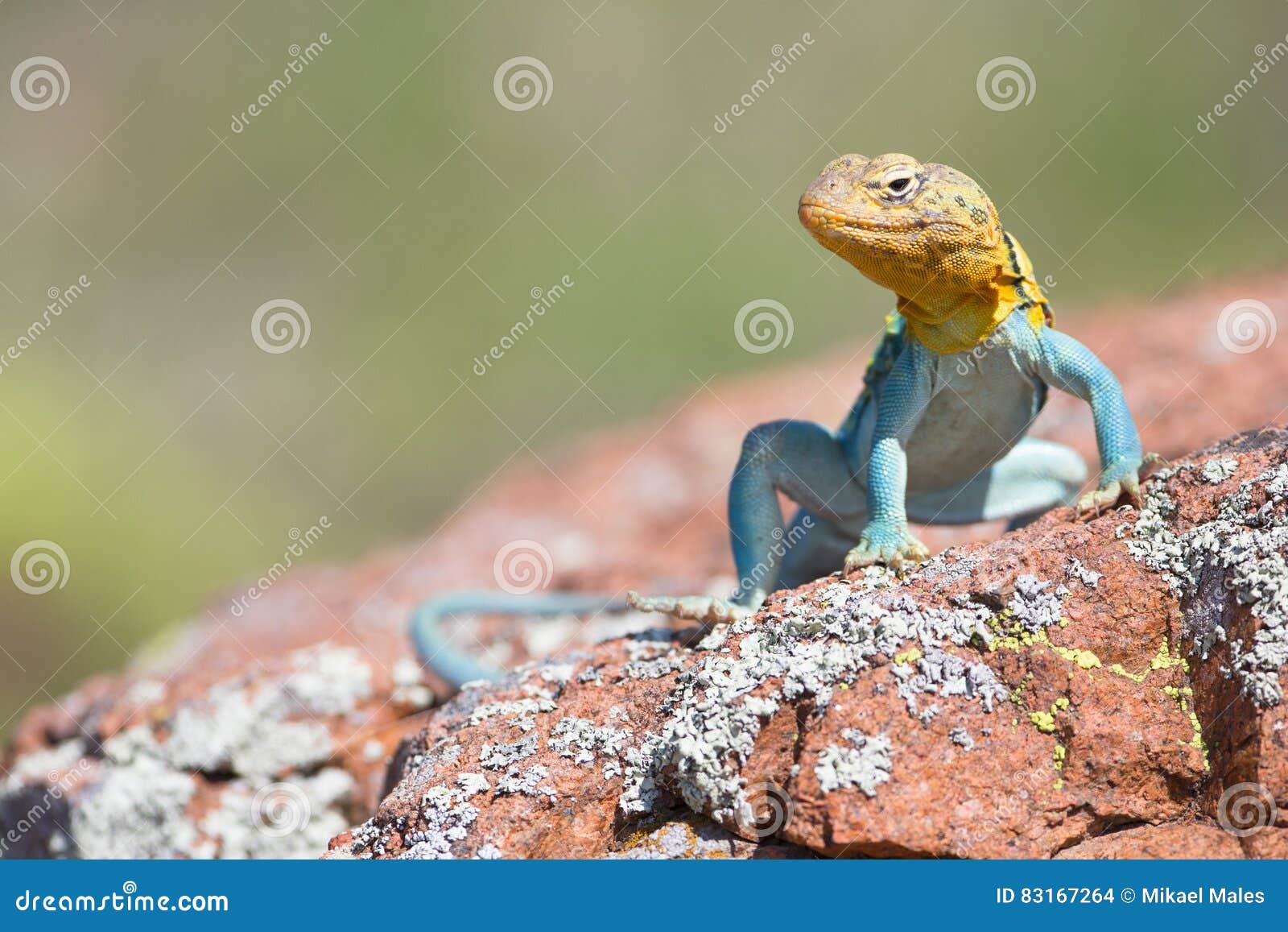 male collared lizard