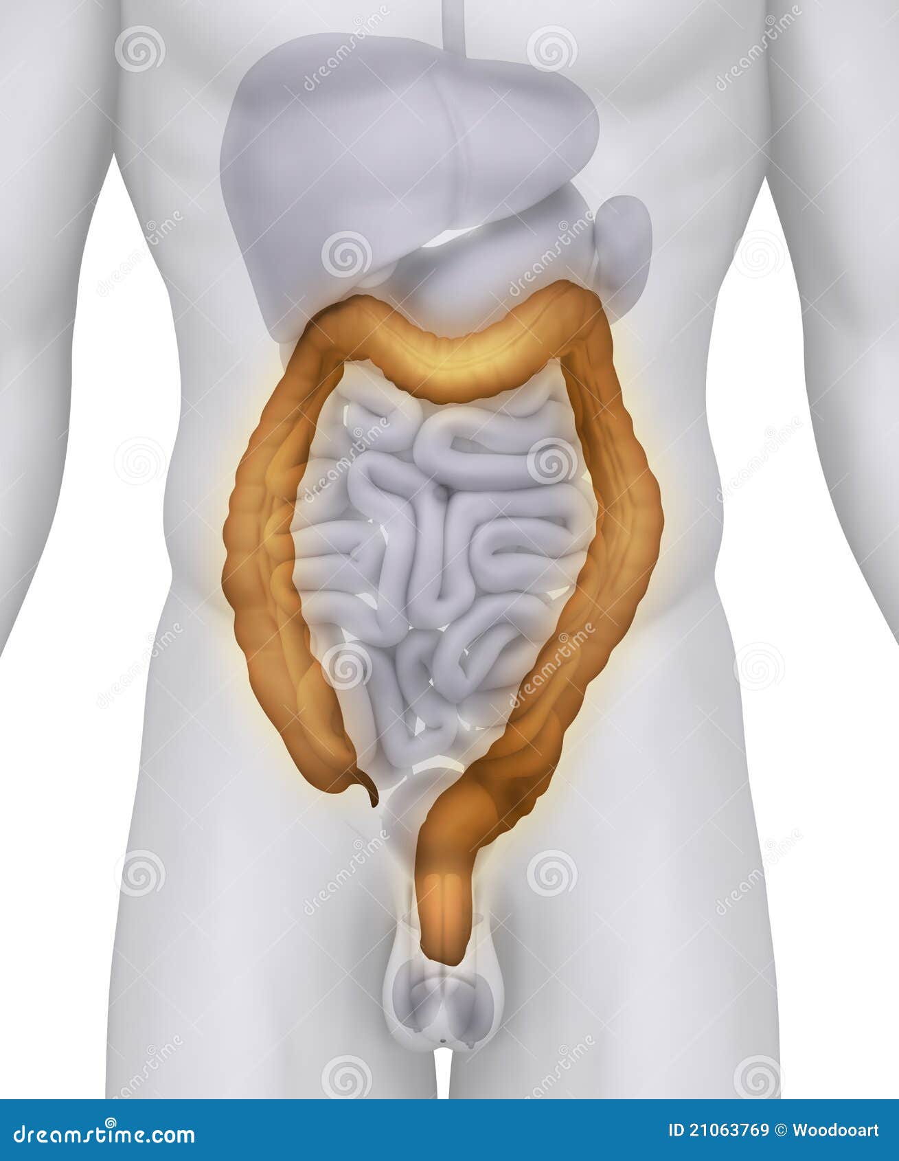 Male COLON anatomy stock illustration. Illustration of guts - 21063769
