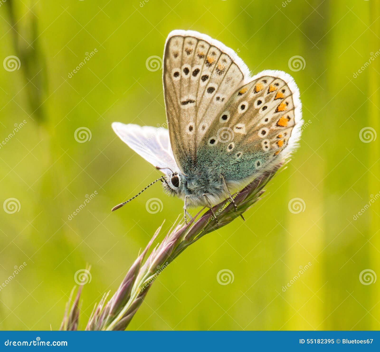 a male common blue butterfly with wings open
