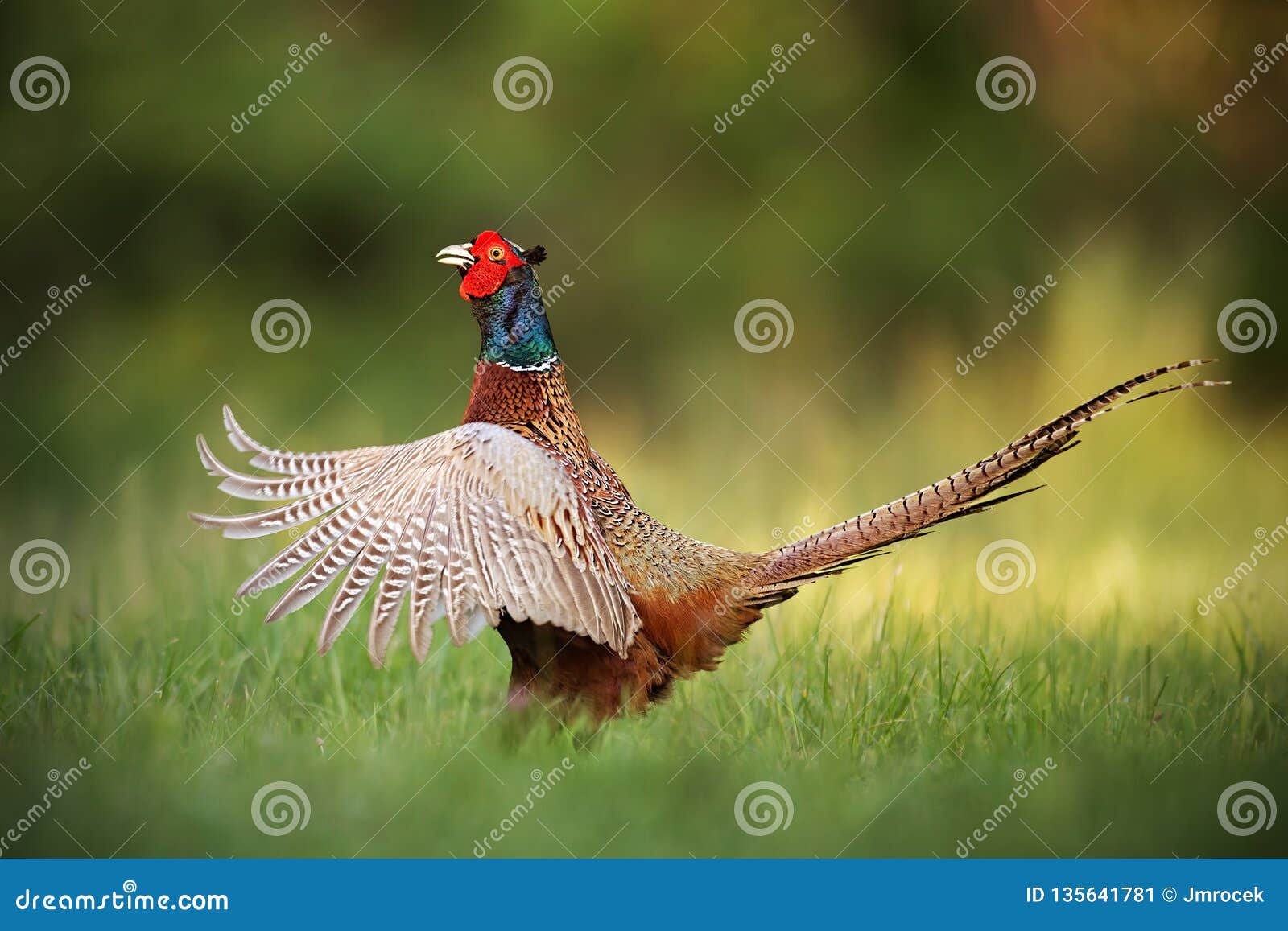 male common pheasant, phasianus colchicus rooster showing off.