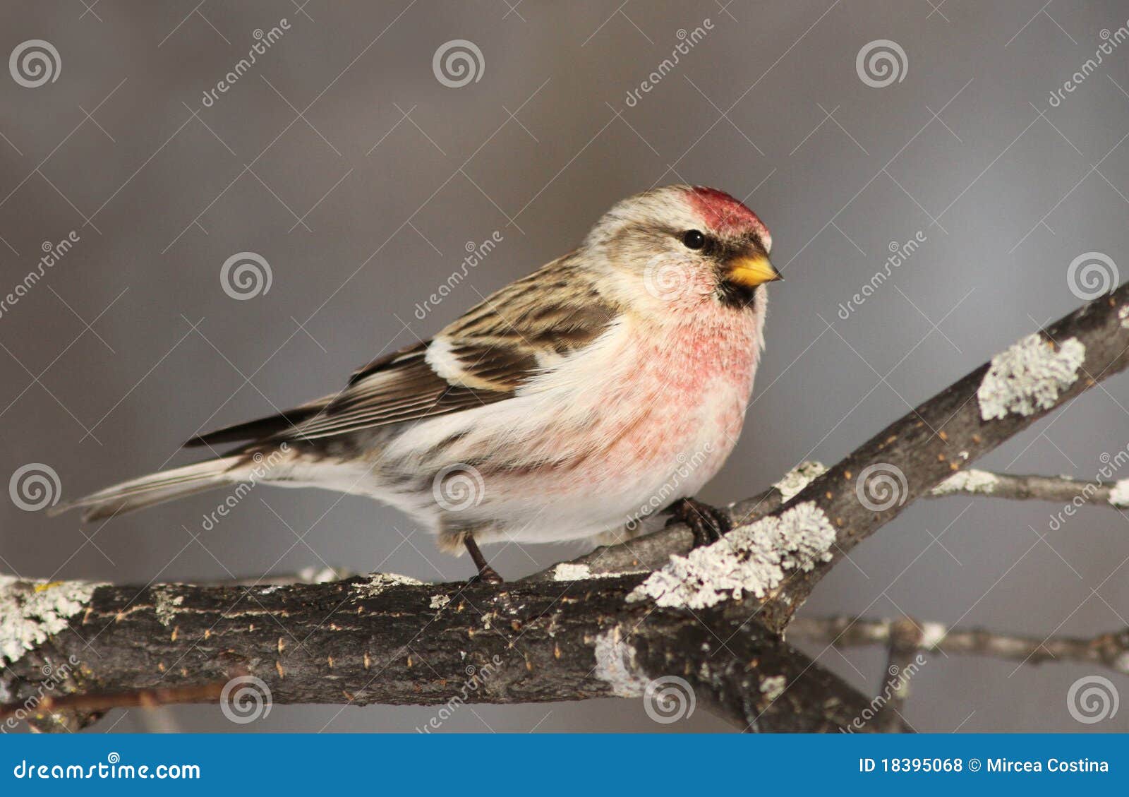 Male Common Redpoll stock photo. Image of male, carduelis 18395068