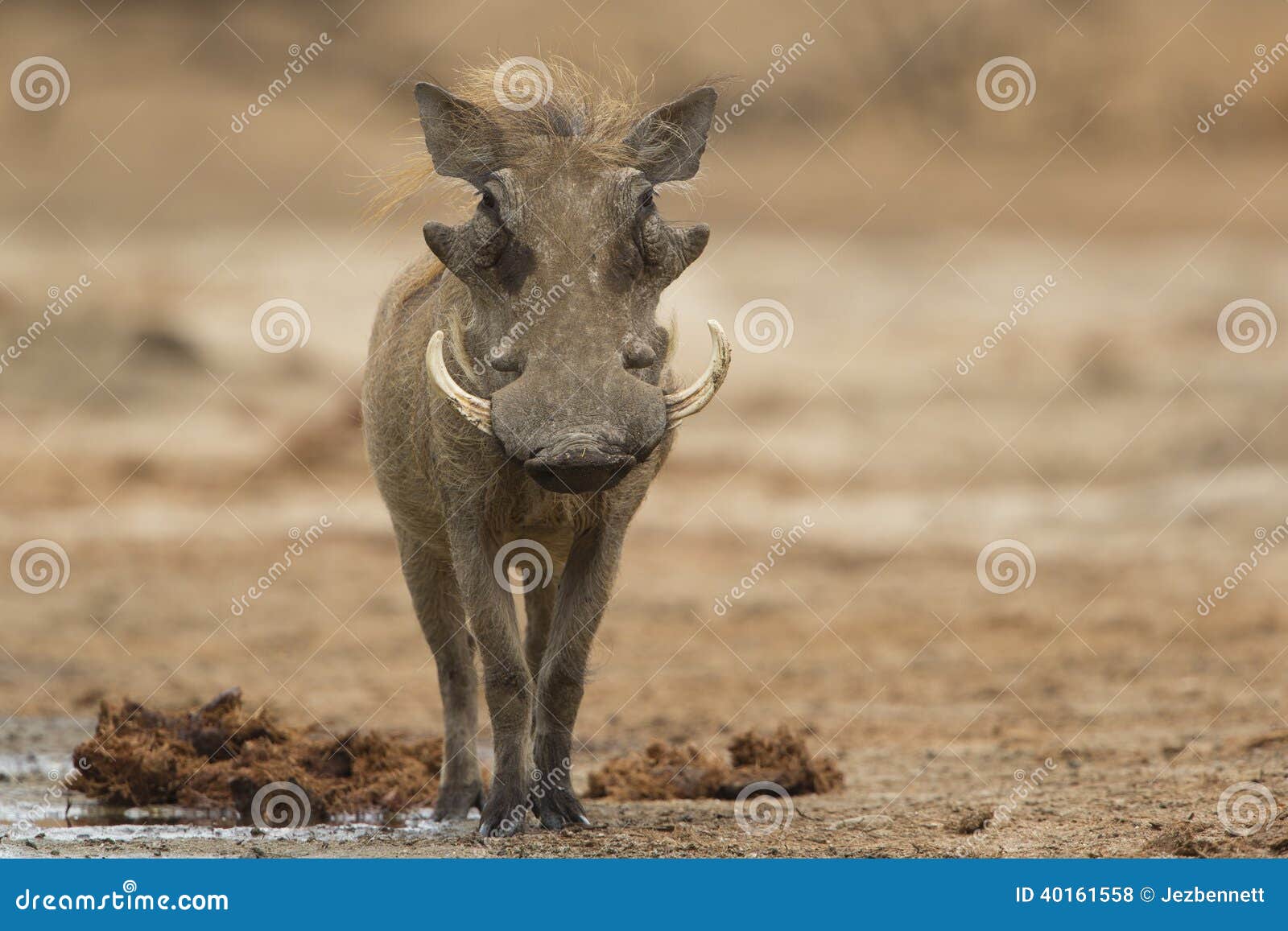 male common warthog looking at camera