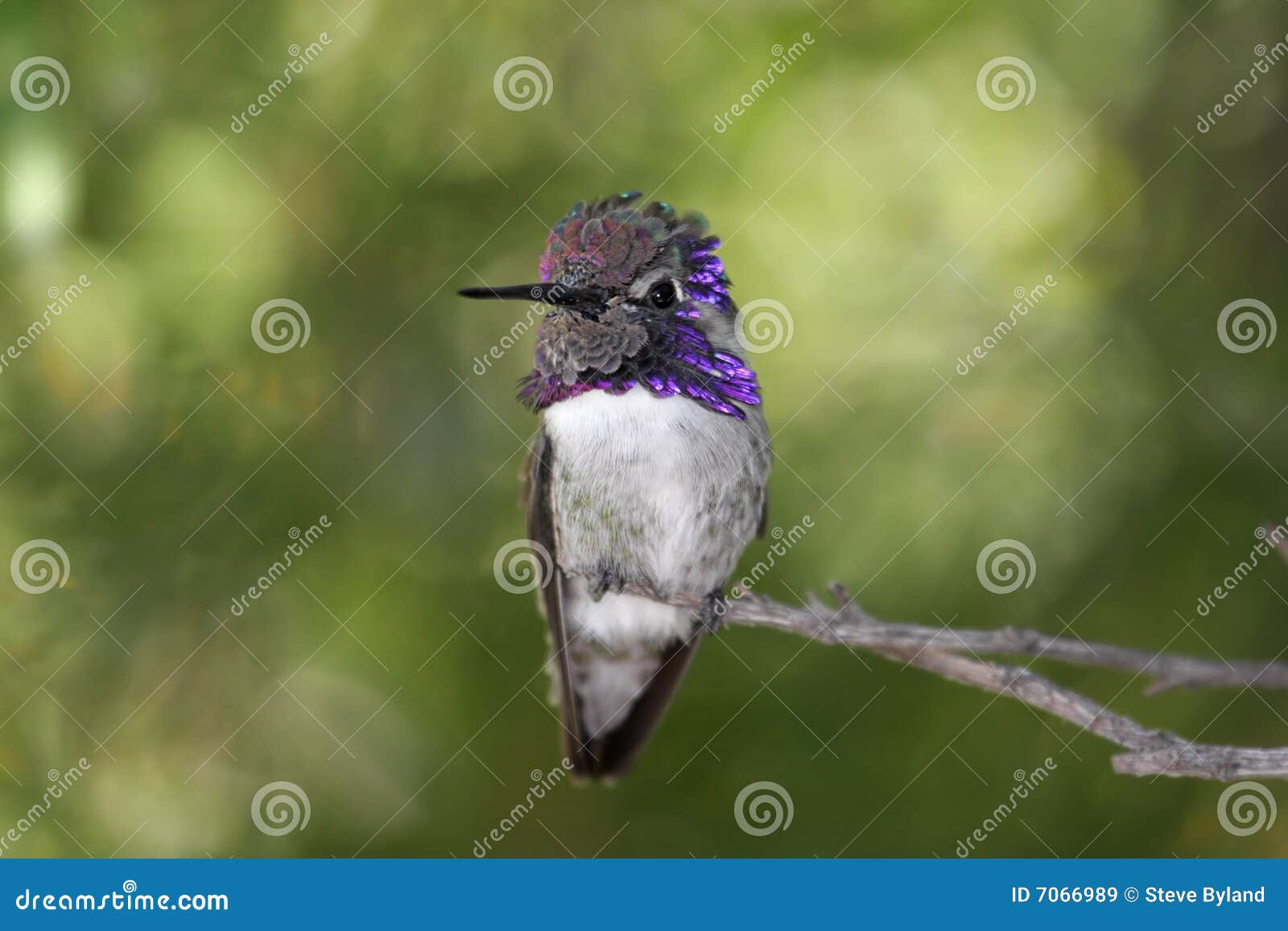 male costa's hummingbird (calypte costae)