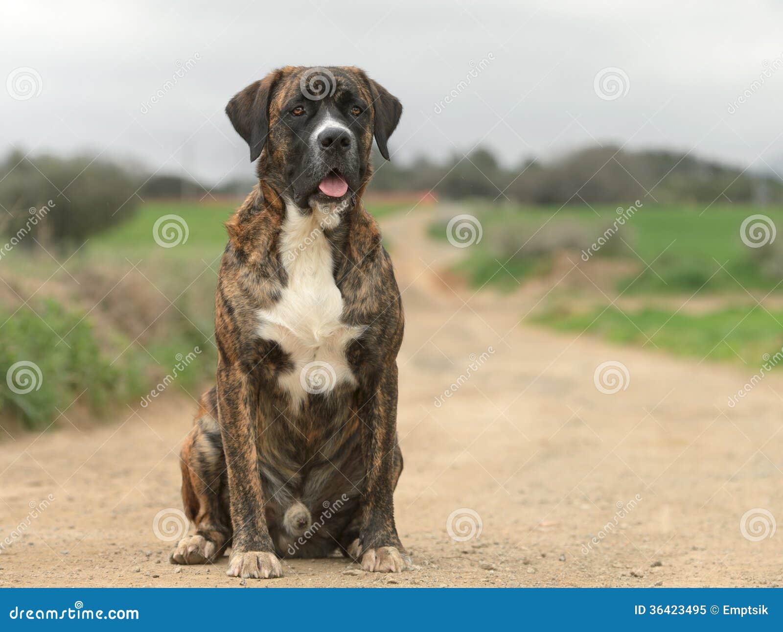 Male Crossbreed Dog of Labrador and Boxer Stock Image Image of