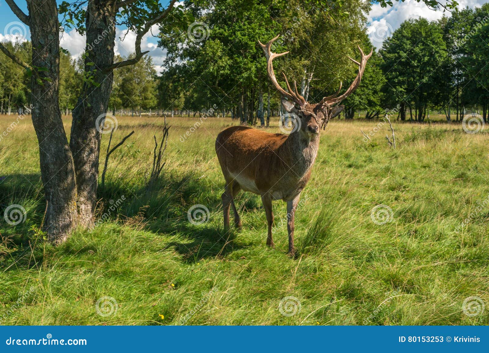 Male deer grazing in field stock image. Image of huge 80153253