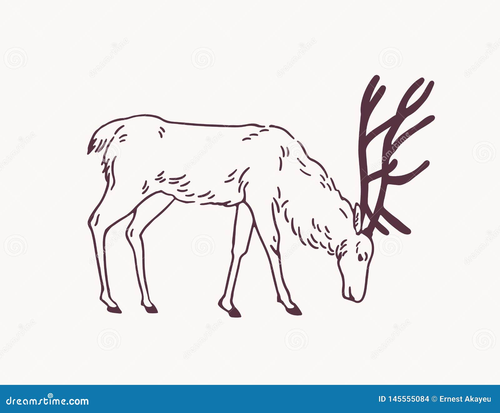 Male Deer, Reindeer or Stag Grazing on Pasture Hand Drawn with Contour  Lines on Light Background. Decorative Drawing of Stock Vector -  Illustration of drawing, antlers: 145555084
