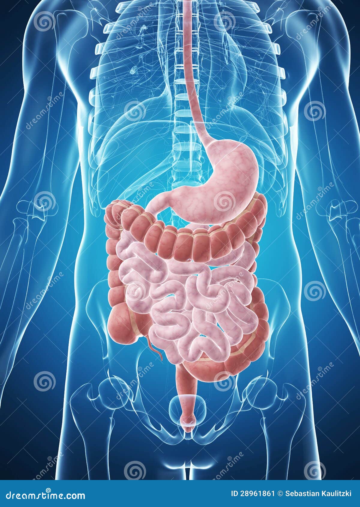 Male digestive system stock illustration. Illustration of human - 28961861