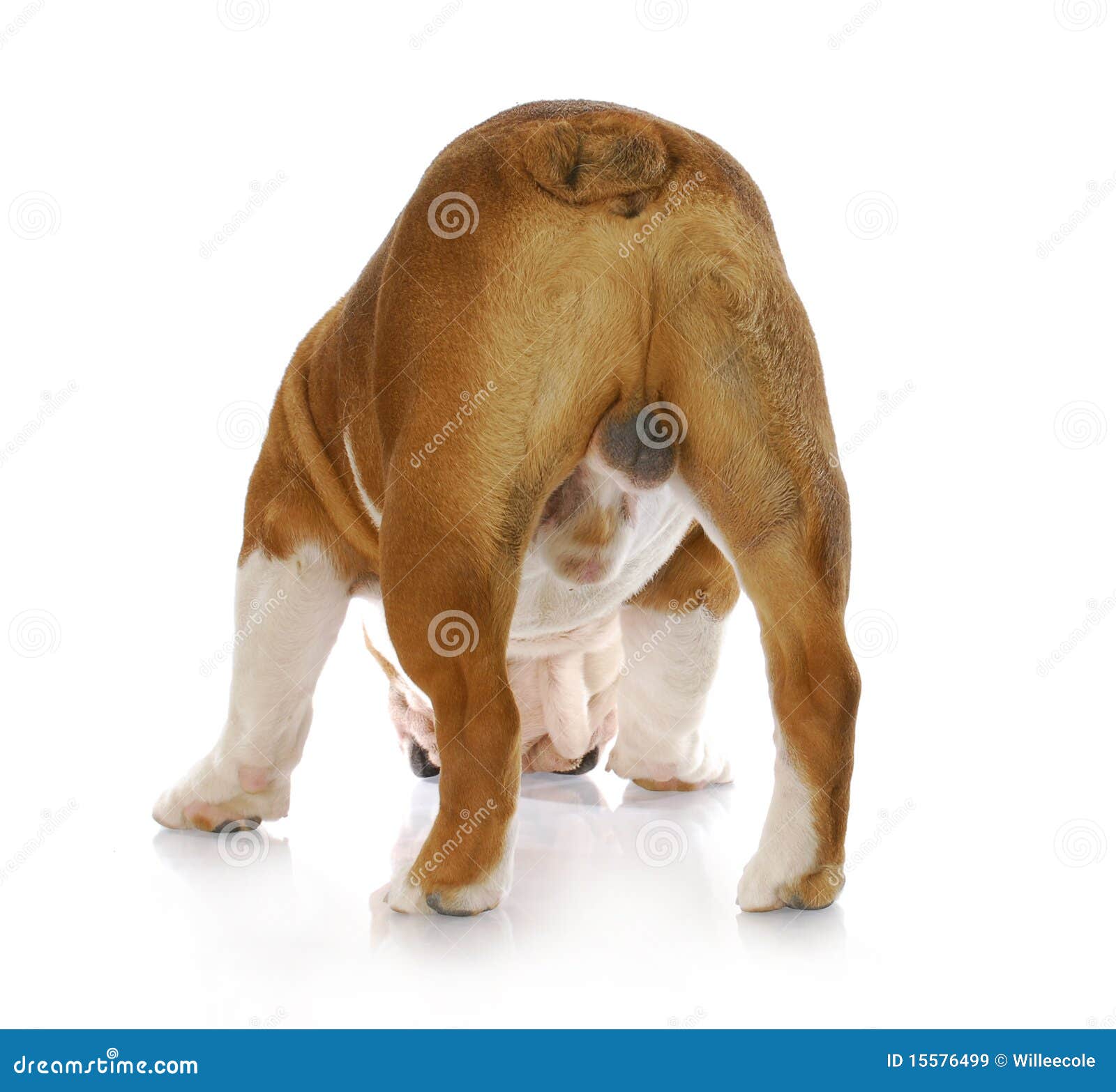 male dog backside