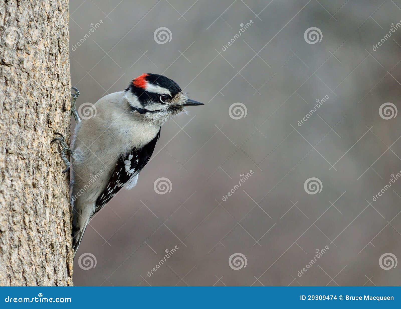 Male Downy Woodpecker stock photo. Image of outdoors - 29309474