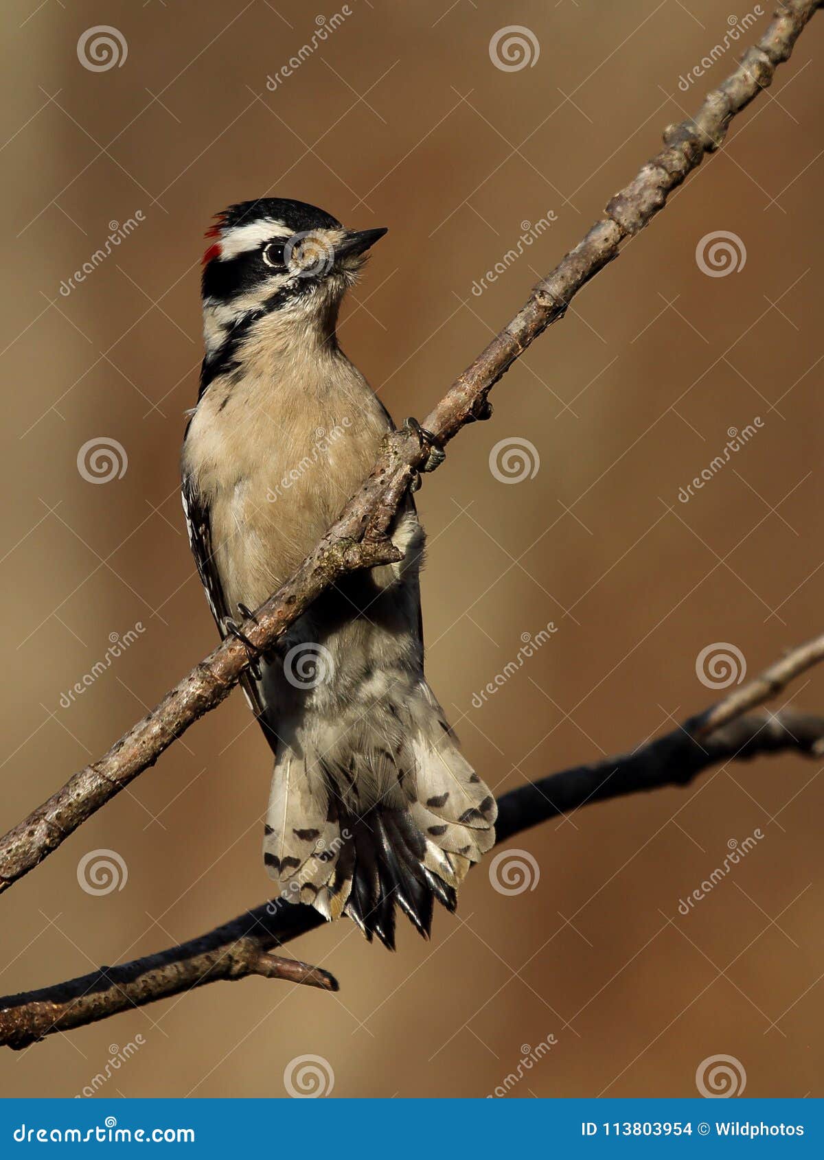 Male Downy Woodpecker Displaying Underside of Tail Feathers Stock Photo