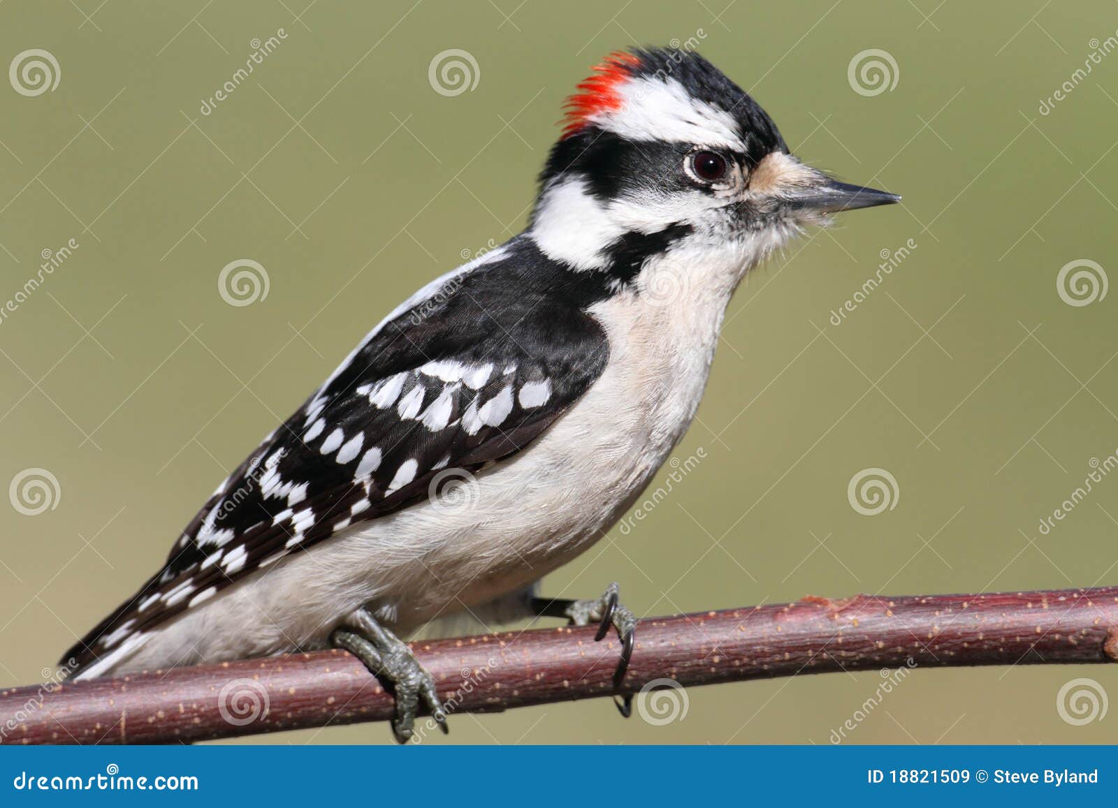 male downy woodpecker (picoides pubescens)