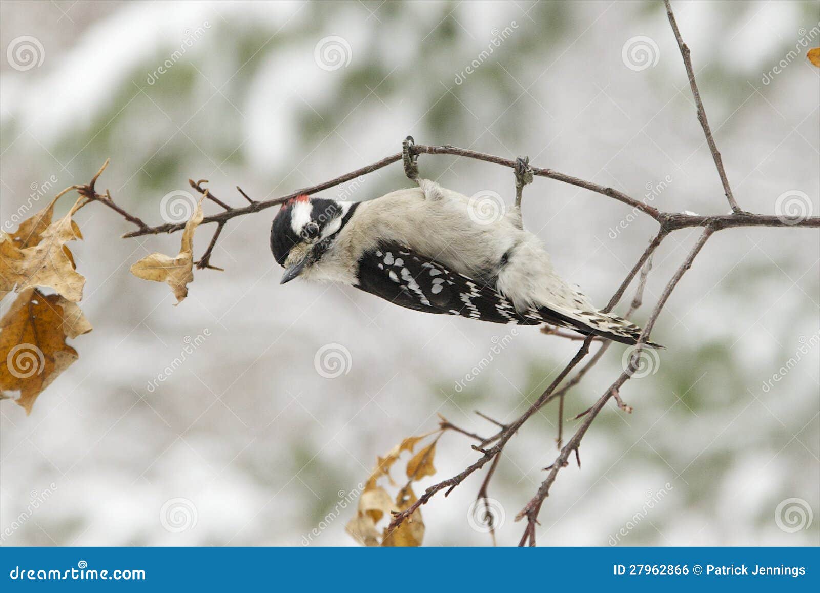 Male Downy Woodpecker, Upside Down Stock Photo - Image of feathers