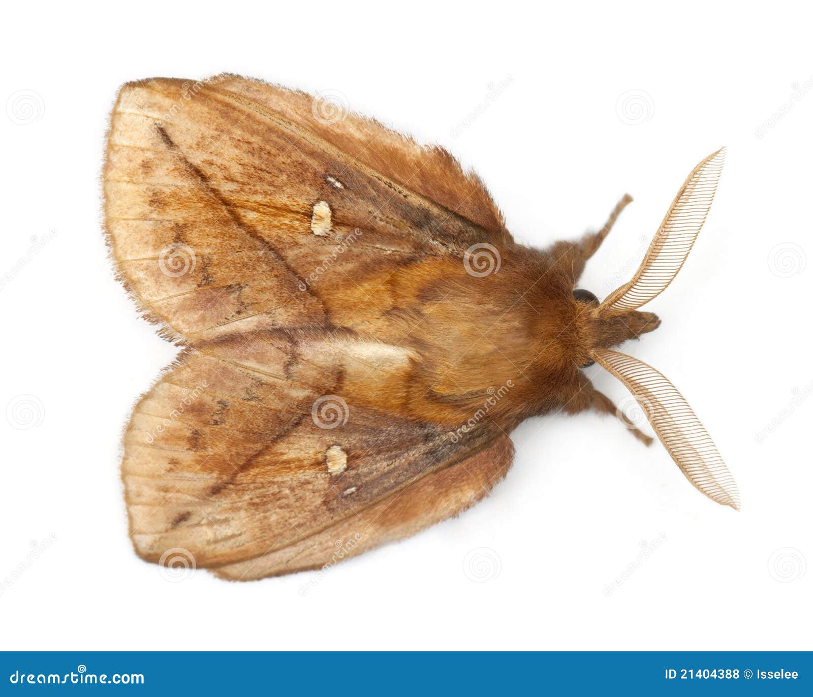 male drinker, euthrix potatoria