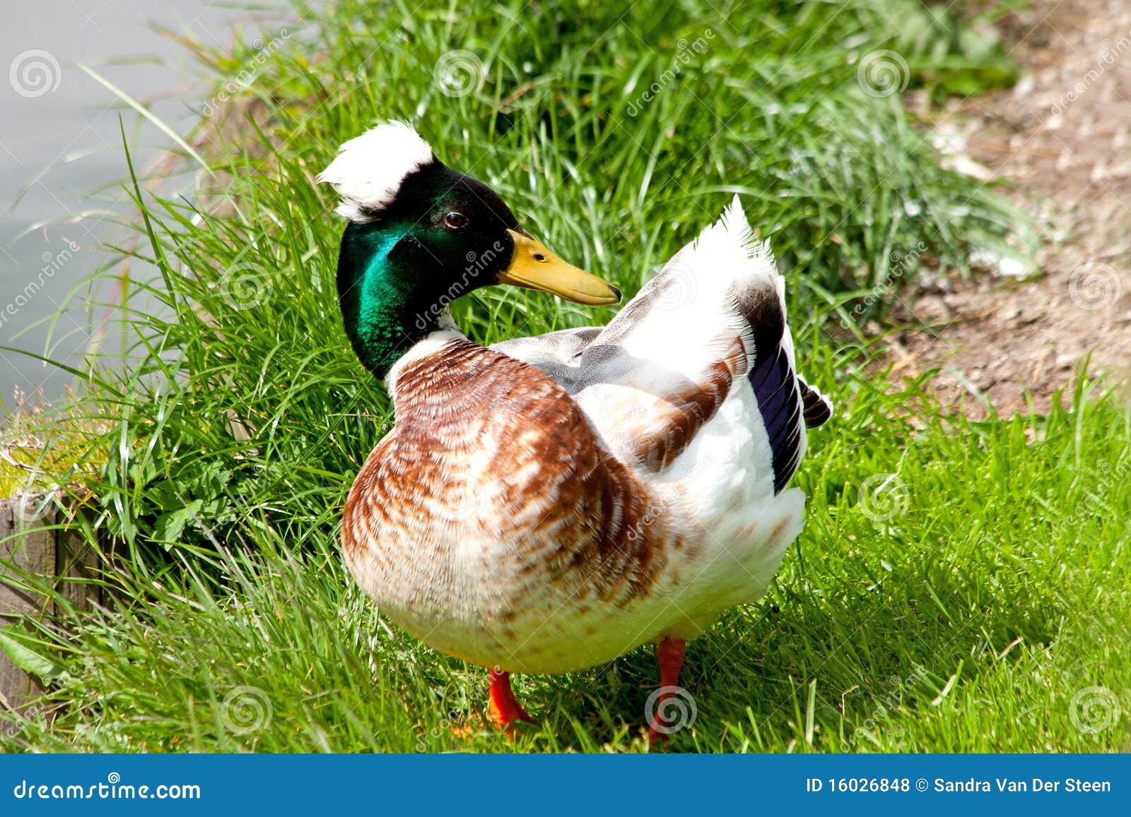 Male duck stock photo. Image of green, ornithology, quack 16026848