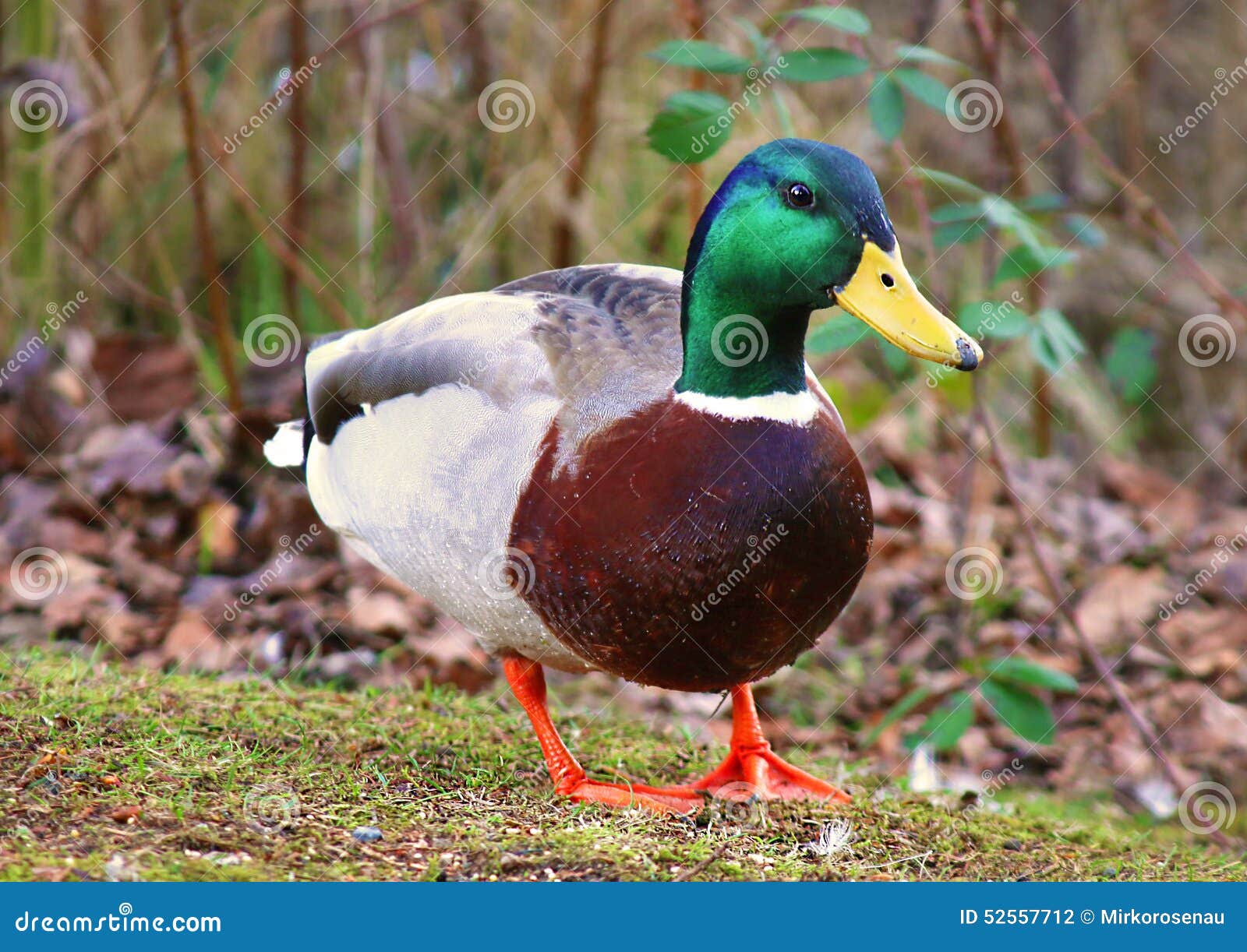 male duck mallard anas platyrhynchos dabbling ducks