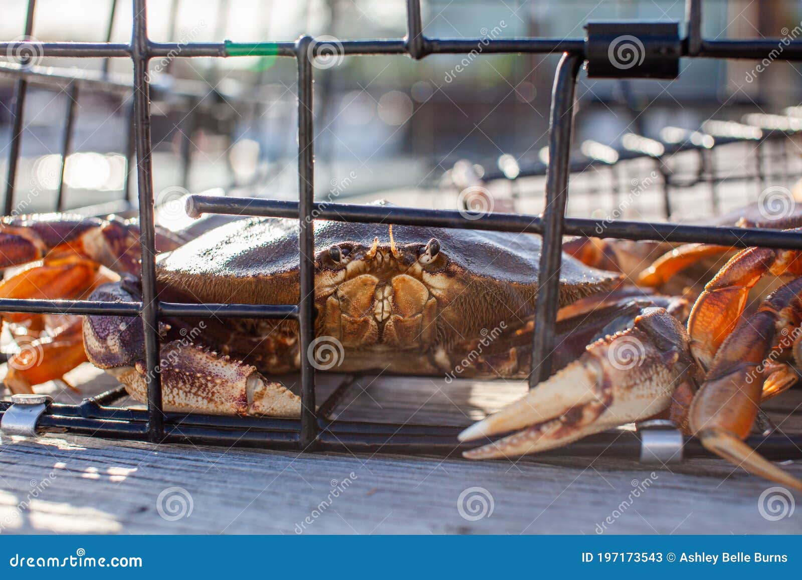a male dungeness crabs in a crab trap sitting on a dock