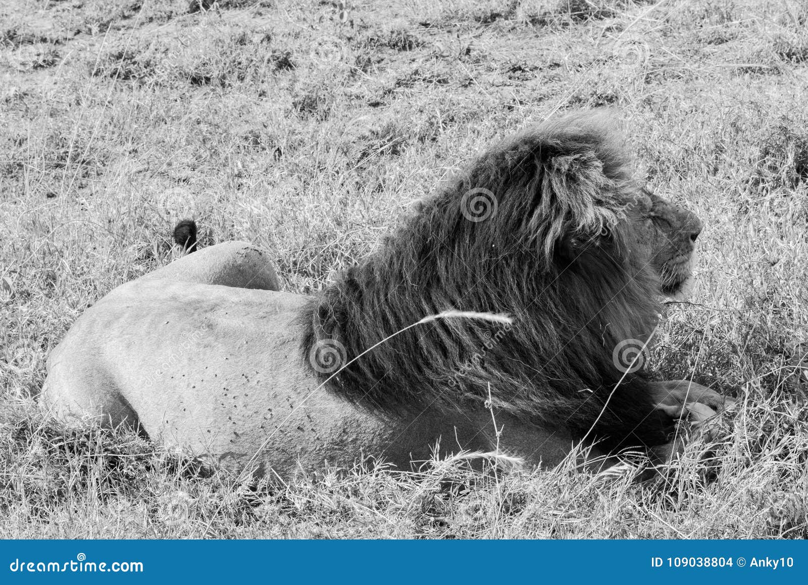 Male East African Lion Panthera Leo Melanochaita Stock Photo Image