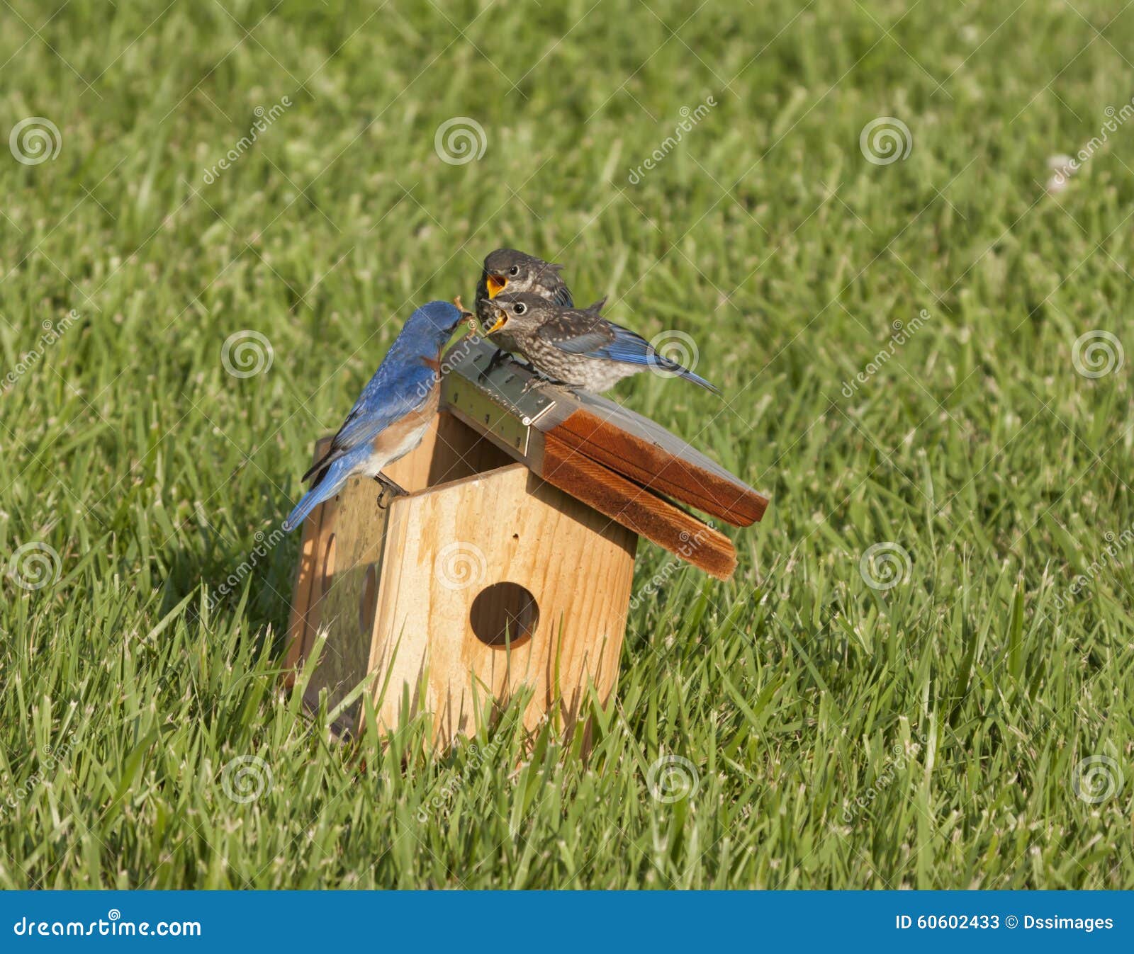 download feeding bluebirds mealworms download feeding bluebirds mealworms