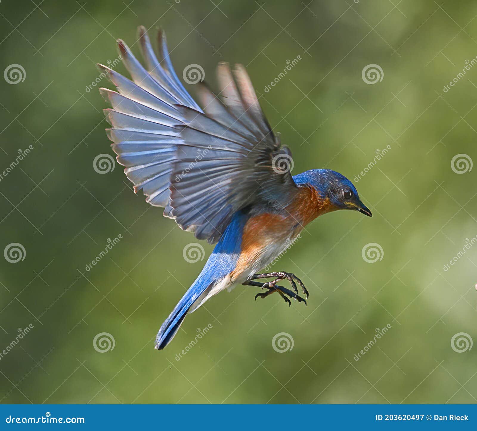 Male Eastern Bluebird In Flight Stock Image Image Of Male Beak