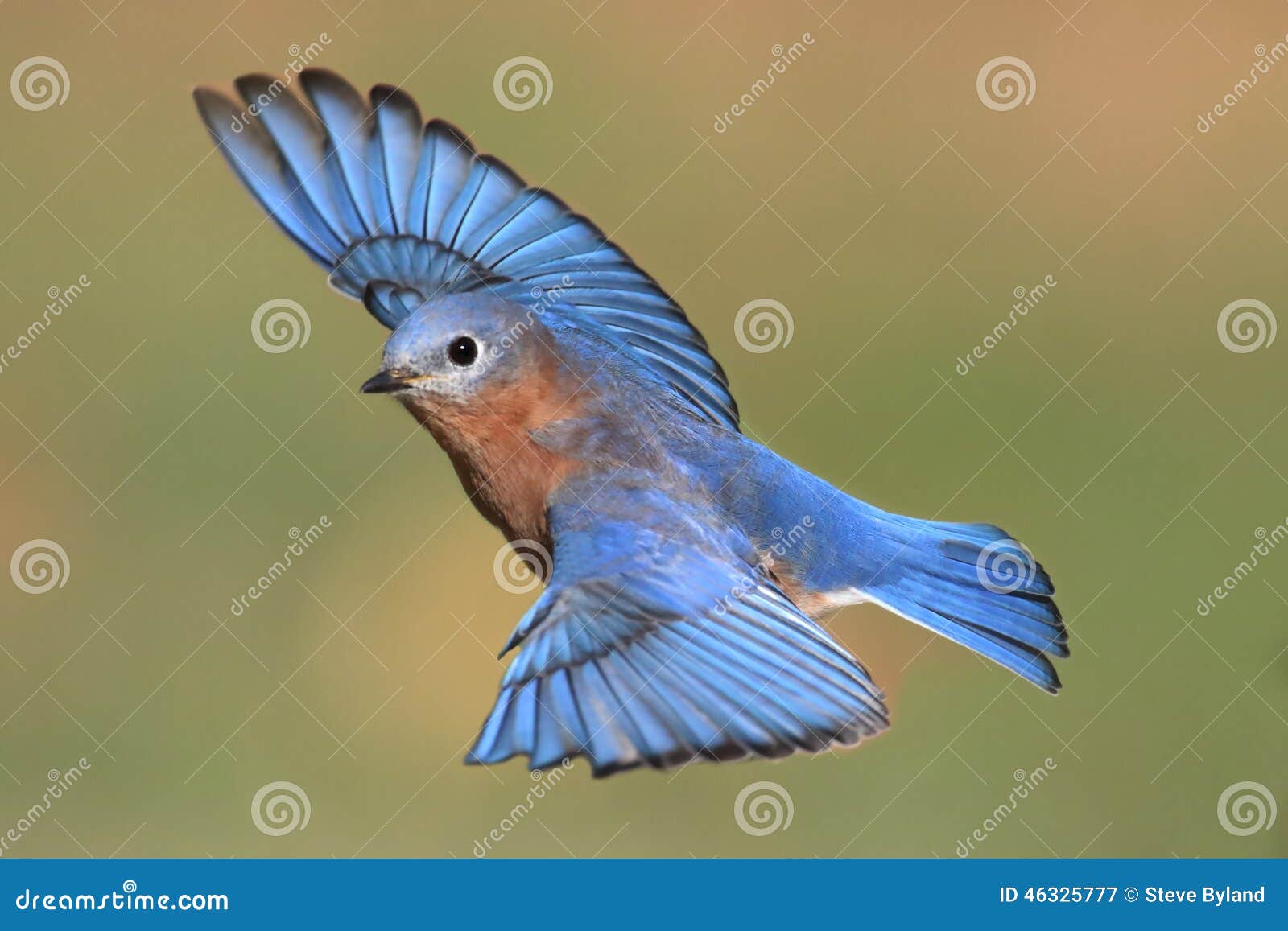 male eastern bluebird in flight