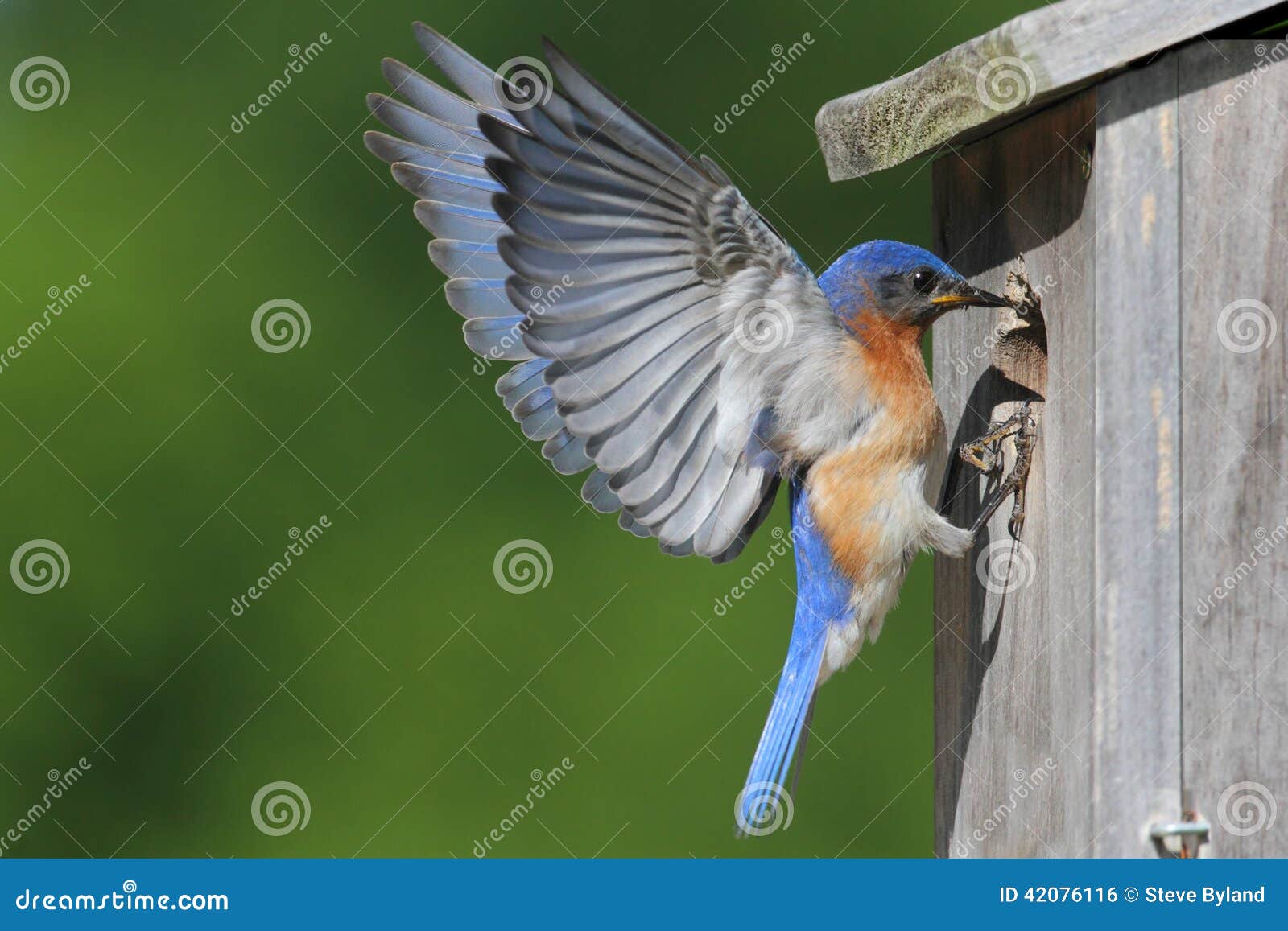 male eastern bluebird