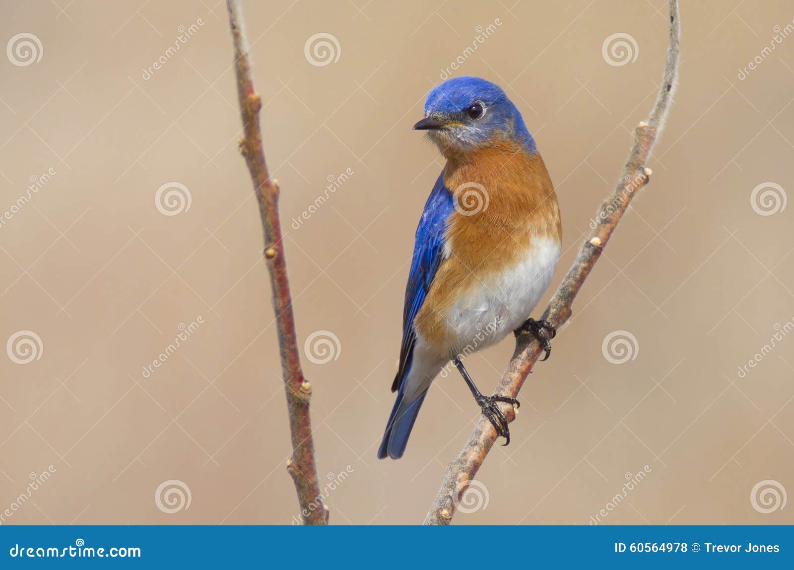 male eastern bluebird in the springtime air