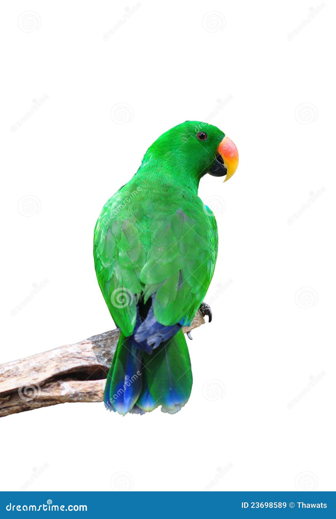 Male eclectus parrot stock image. Image of parrot, isolated 23698589