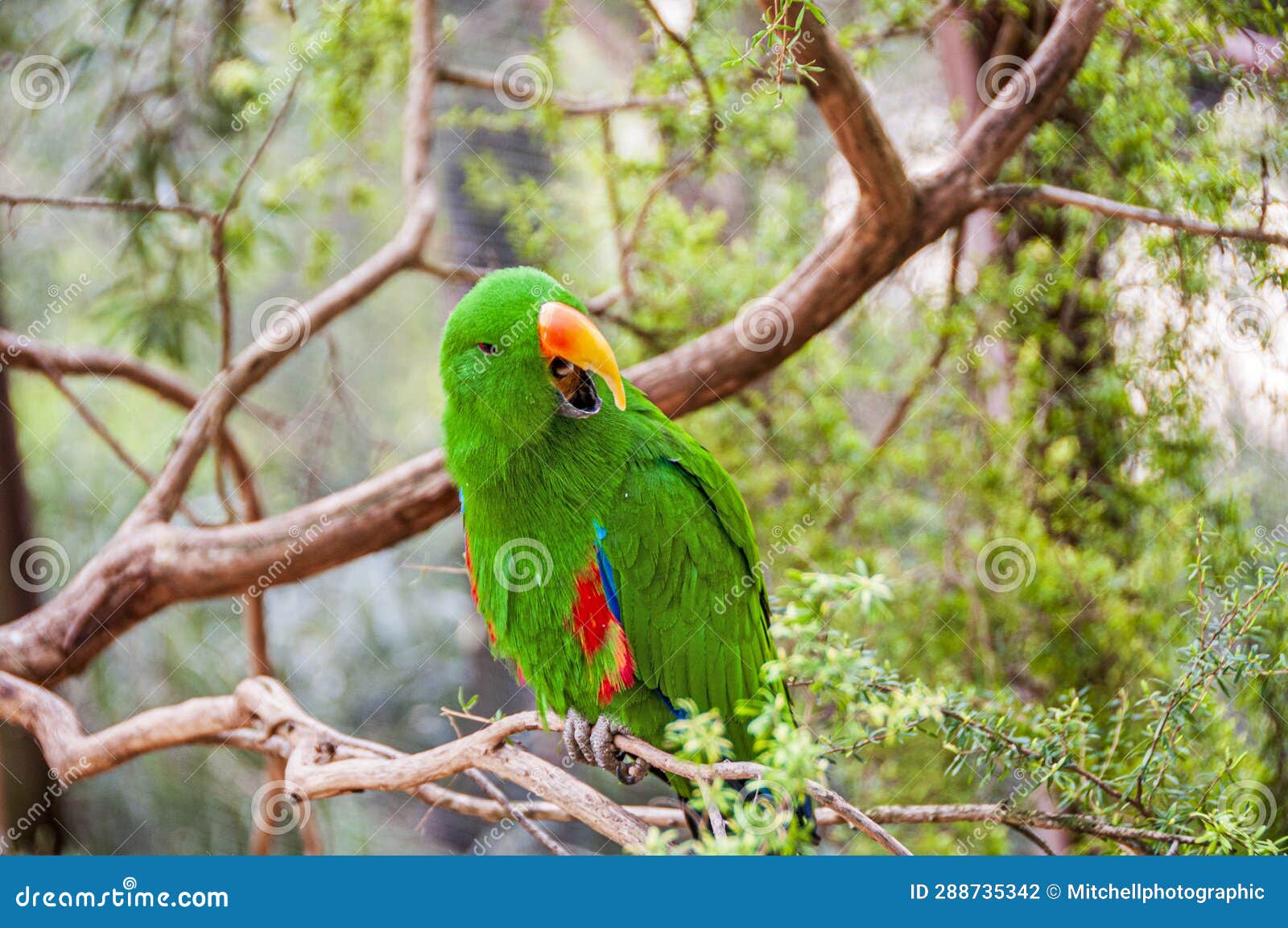 Male Eclectus Parrot with Mouth Open Stock Photo Image of exotic