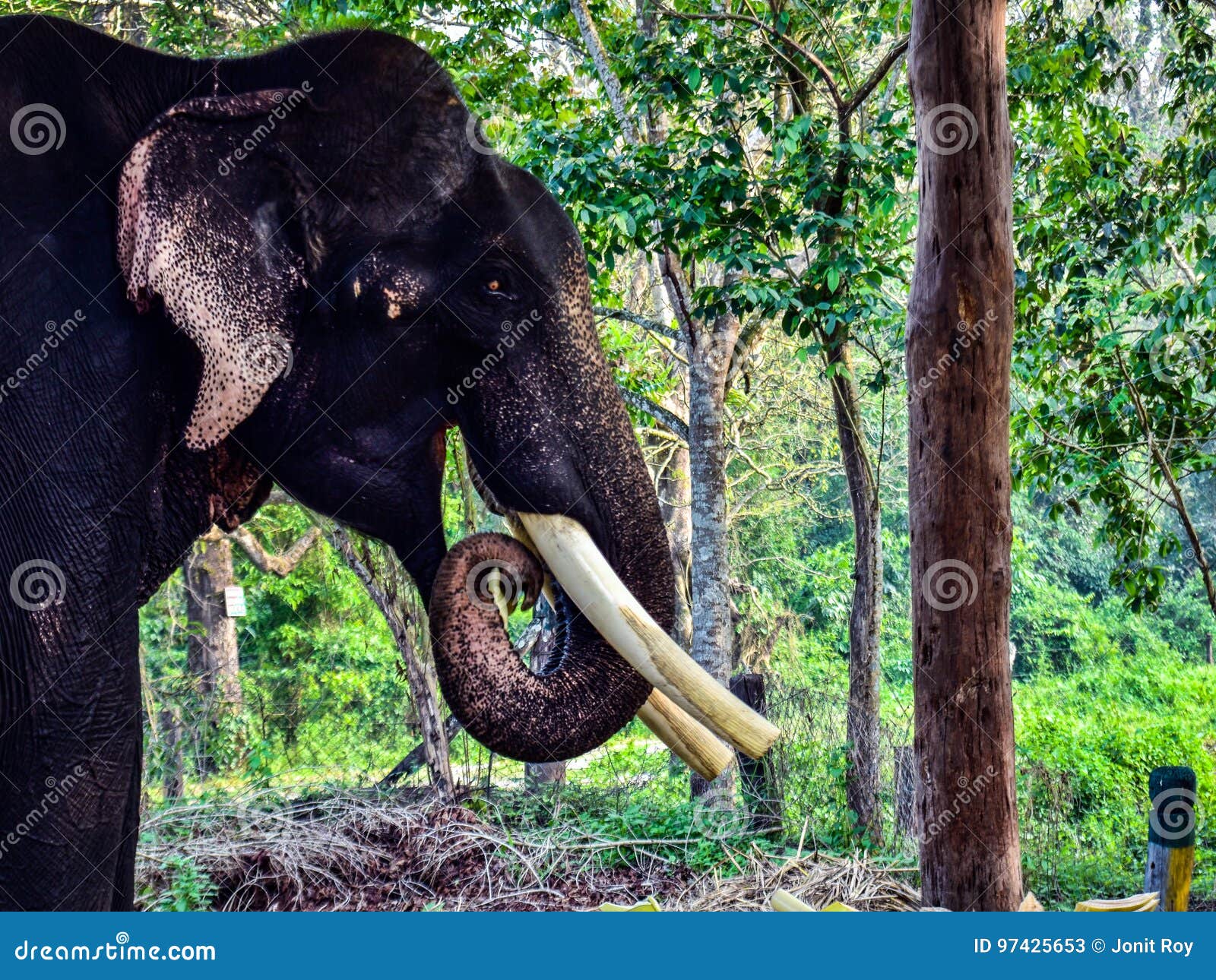 Male elephant stock image. Image of white, 2big, teeth 97425653
