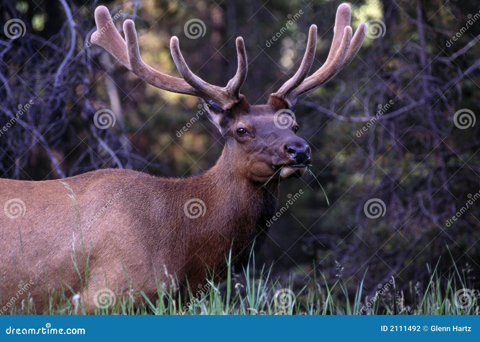 Male elk stock photo. Image of forest, wildlife, hunger 2111492