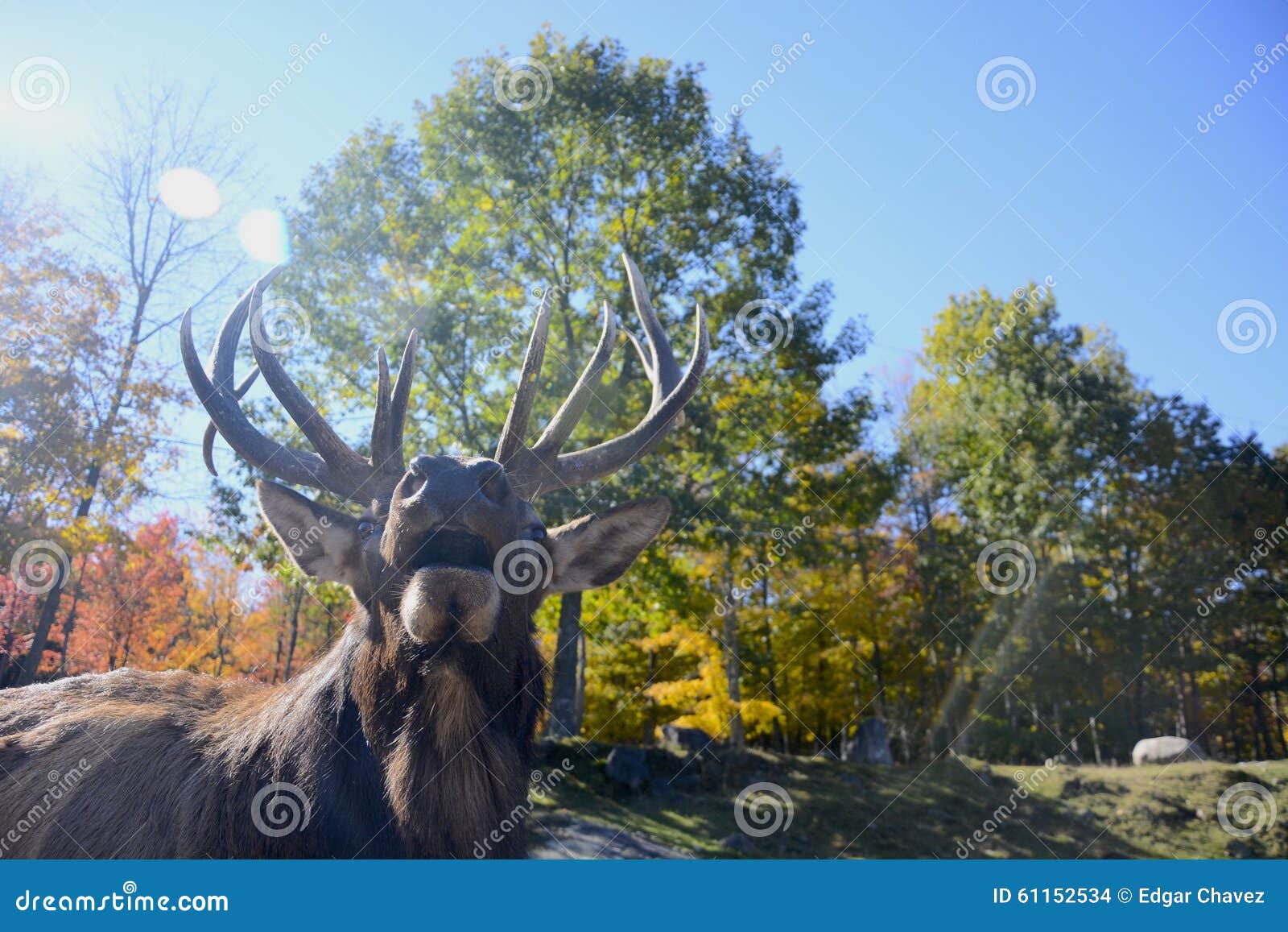 bull elk calling bull elk calling