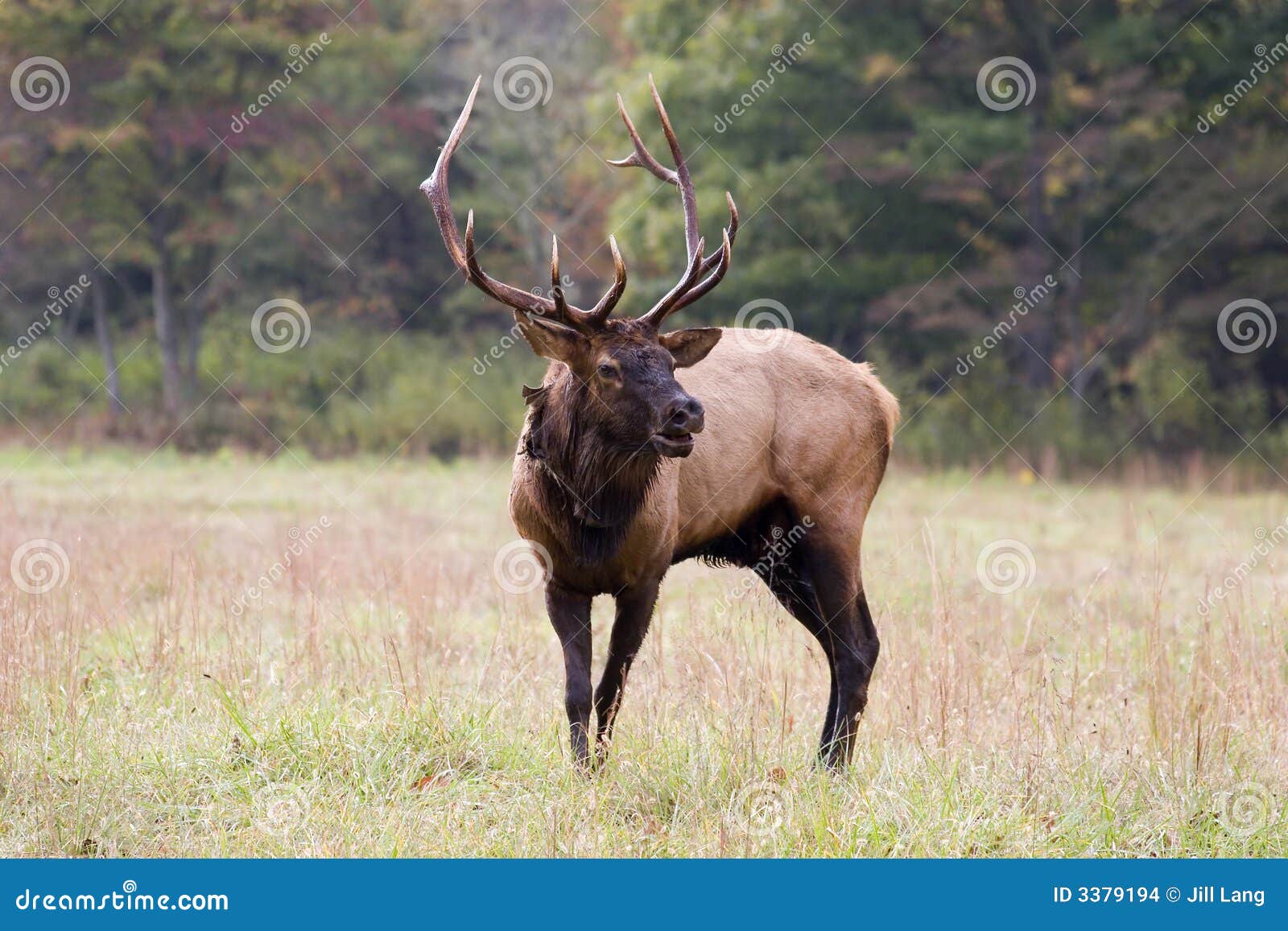Male Elk in the Field stock photo. Image of brown, long 3379194