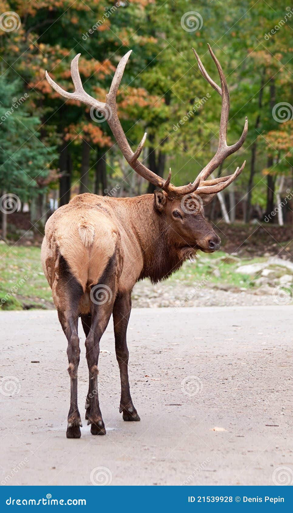 Male Elk on the Road stock photo. Image of wild, beast 21539928