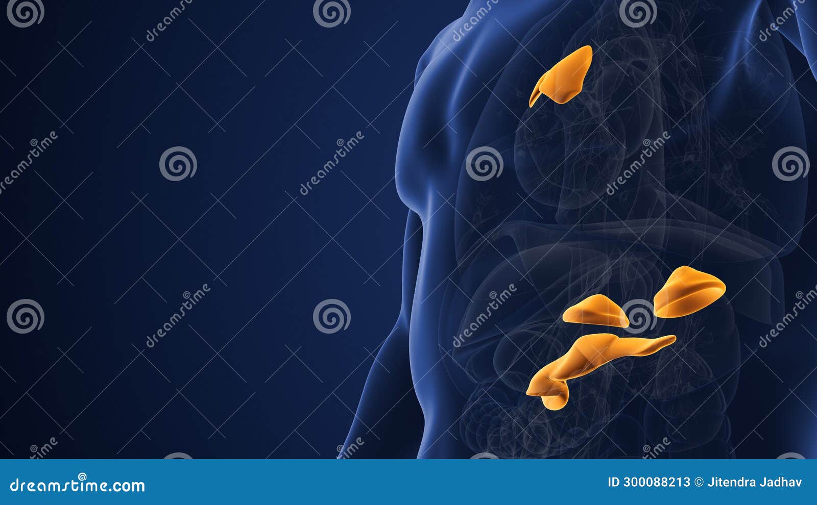 Male Muscarinic Acetylcholine Receptor Endocrine System Stock