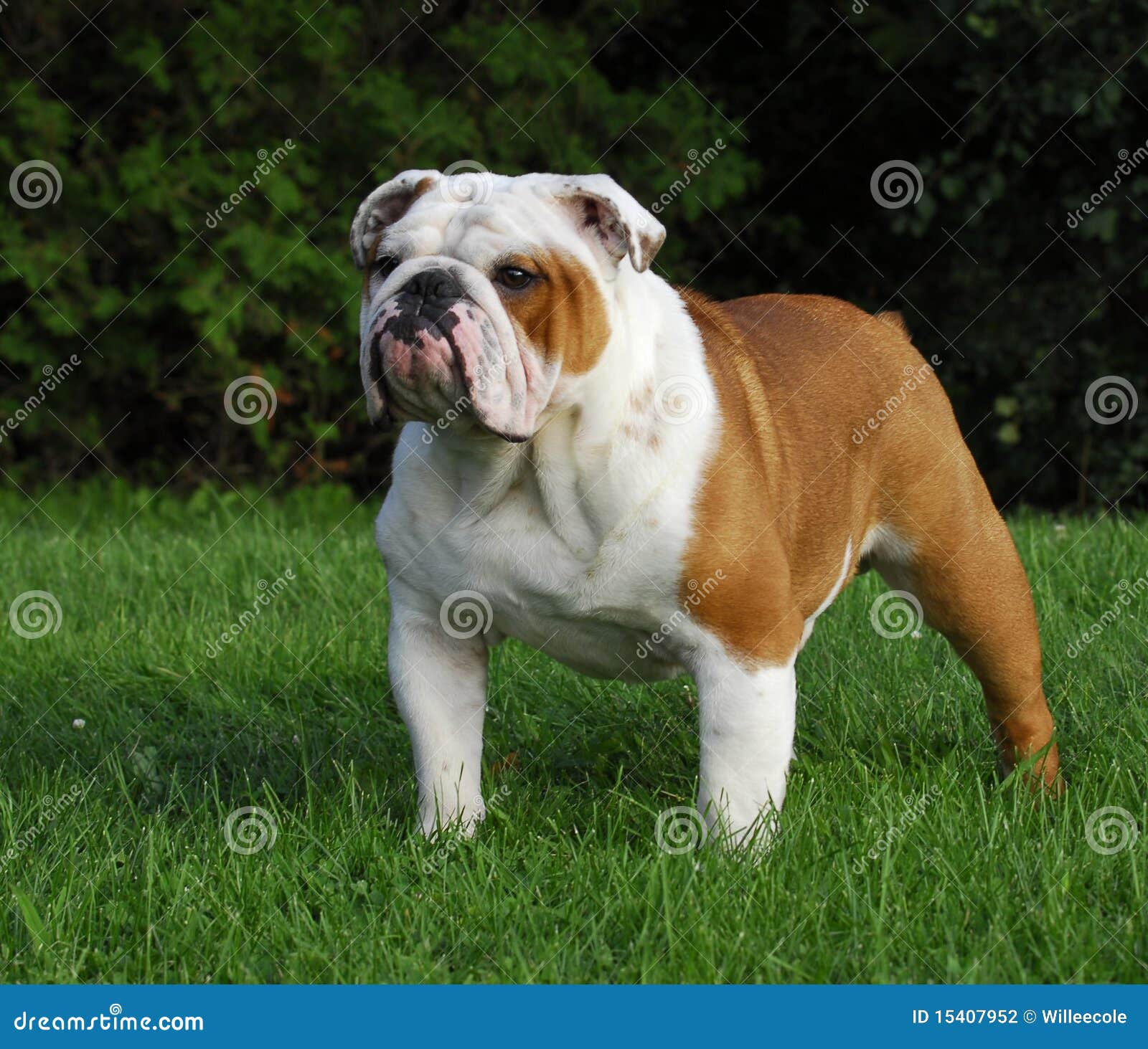 Male English Bulldog Stock Photo Image Of Pedigreed 15407952 male-english-bulldog-stock-photo-image-of-pedigreed-15407952