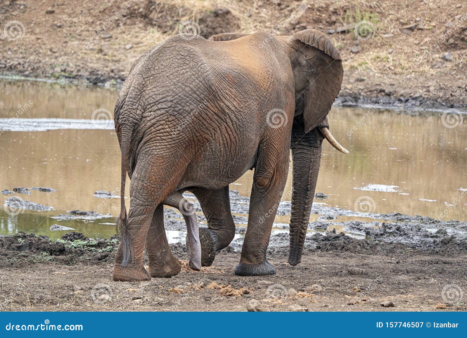 Elephant penis