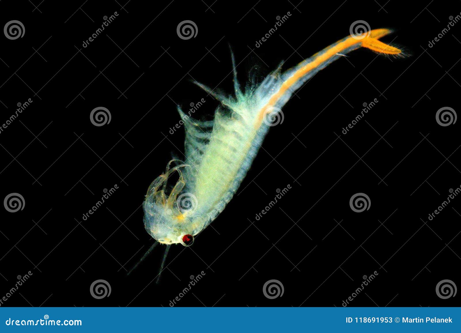 598 Artemia Stock Photos - Free & Royalty-Free Stock Photos from Dreamstime