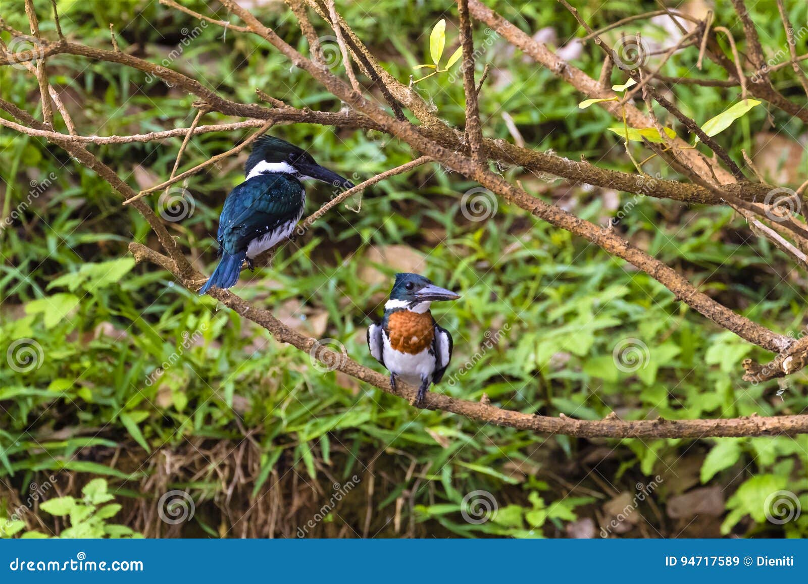 male and female amazon kingfisher - chloroceryle amazona