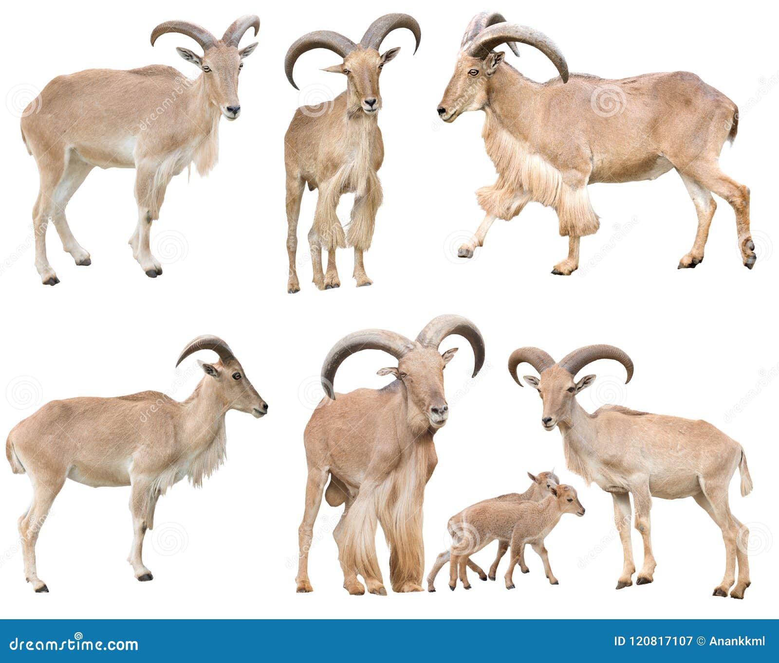 Barbary Sheep Royalty-Free Stock Photography | CartoonDealer.com #31611605