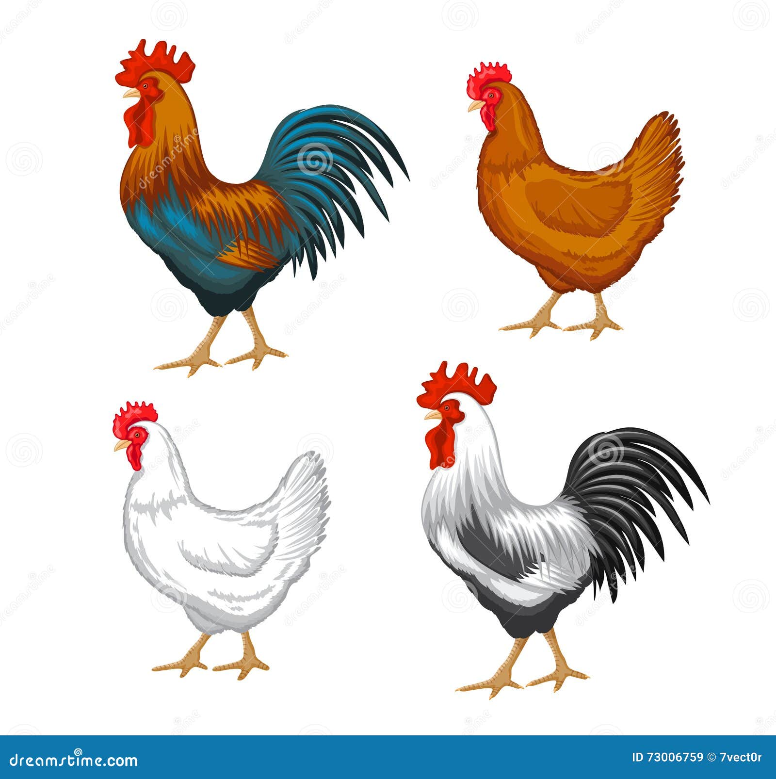 male and female chickens set