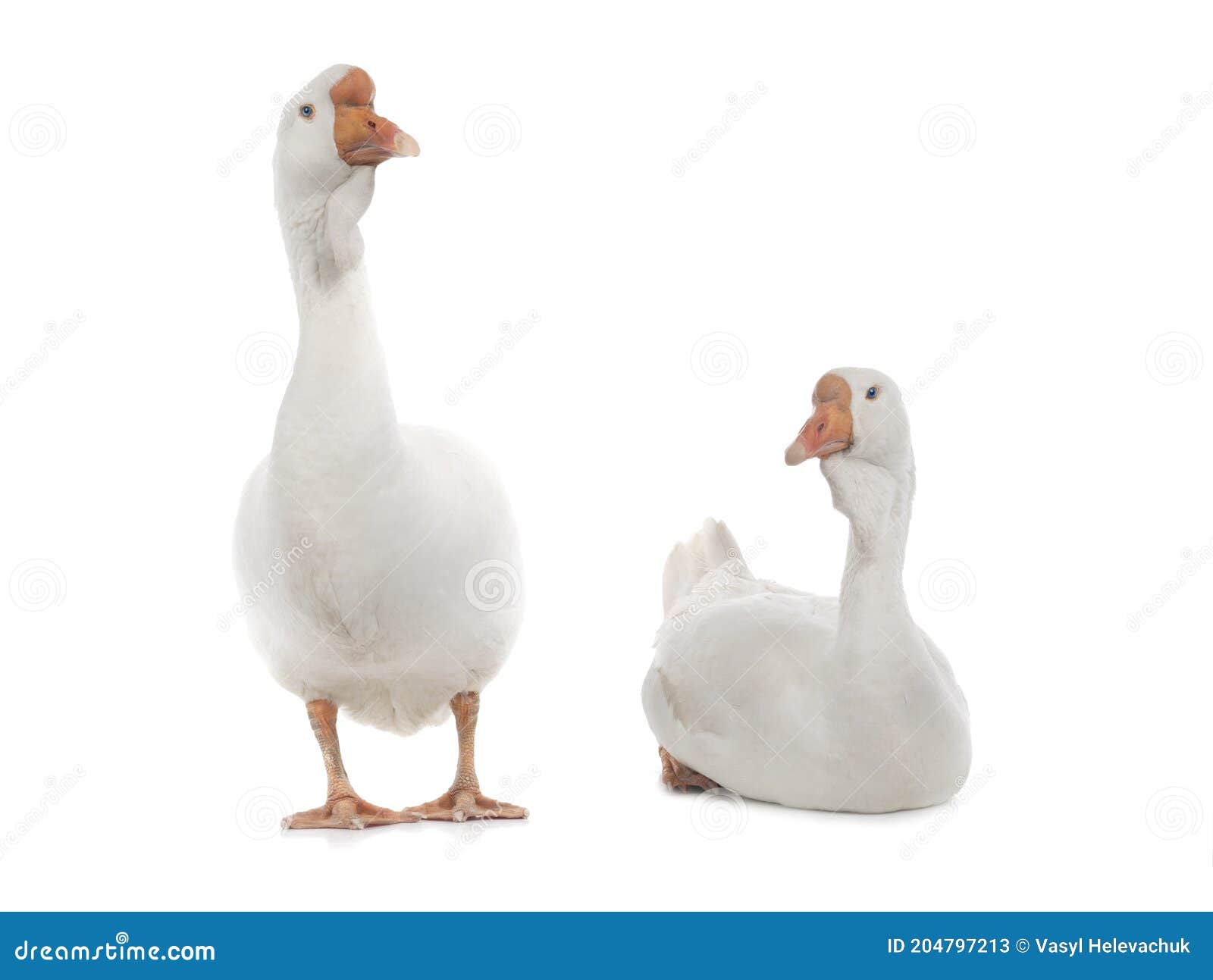Male and Female Geese Isolated on White Stock Image - Image of studio