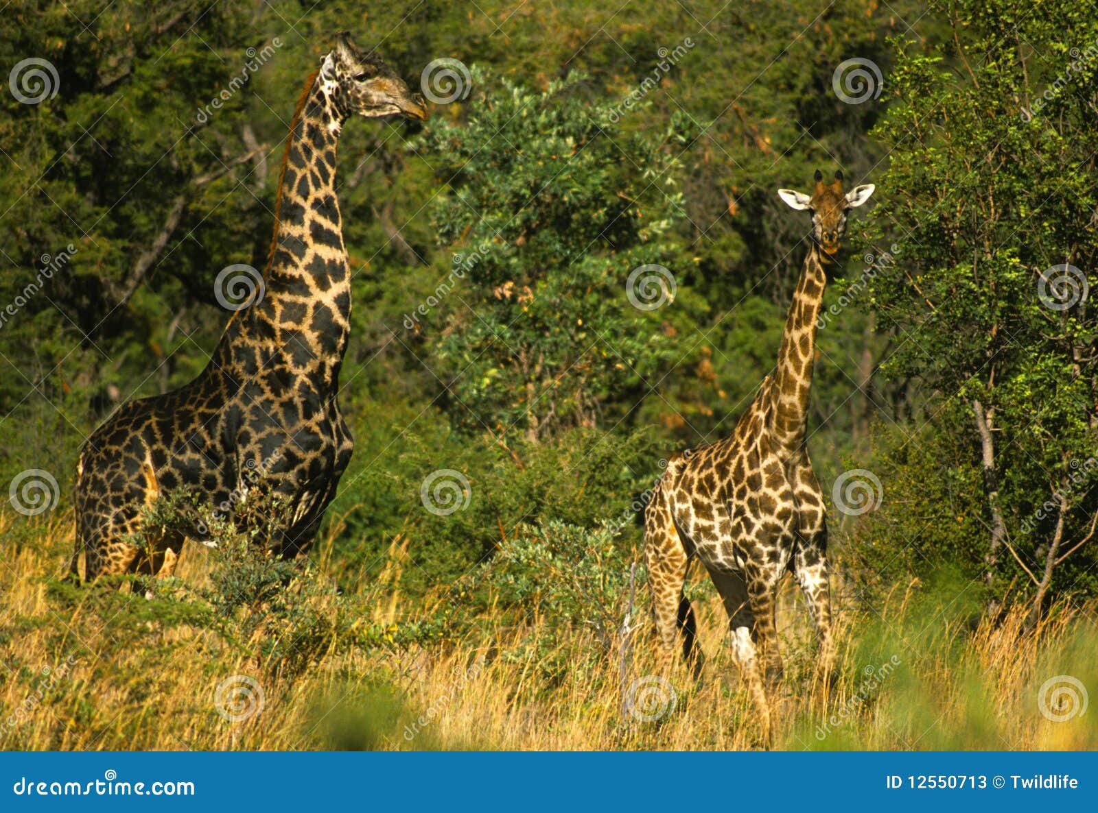 Male and Female Giraffe stock image. Image of zimbabwe 12550713