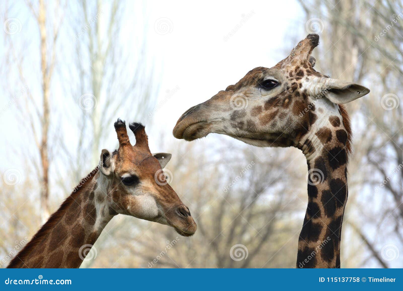 Male and Female Giraffe Caress Stock Photo - Image of safari, cute