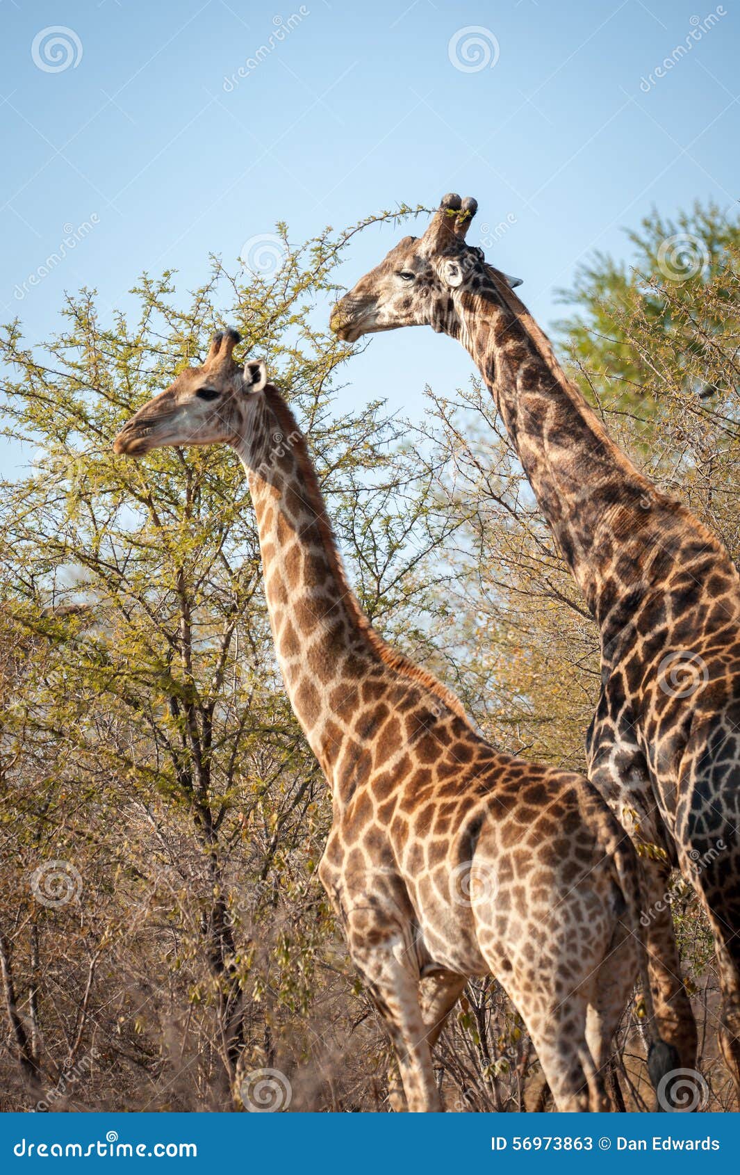 Male and Female Giraffe Eating Stock Image - Image of giraf, head: 56973863