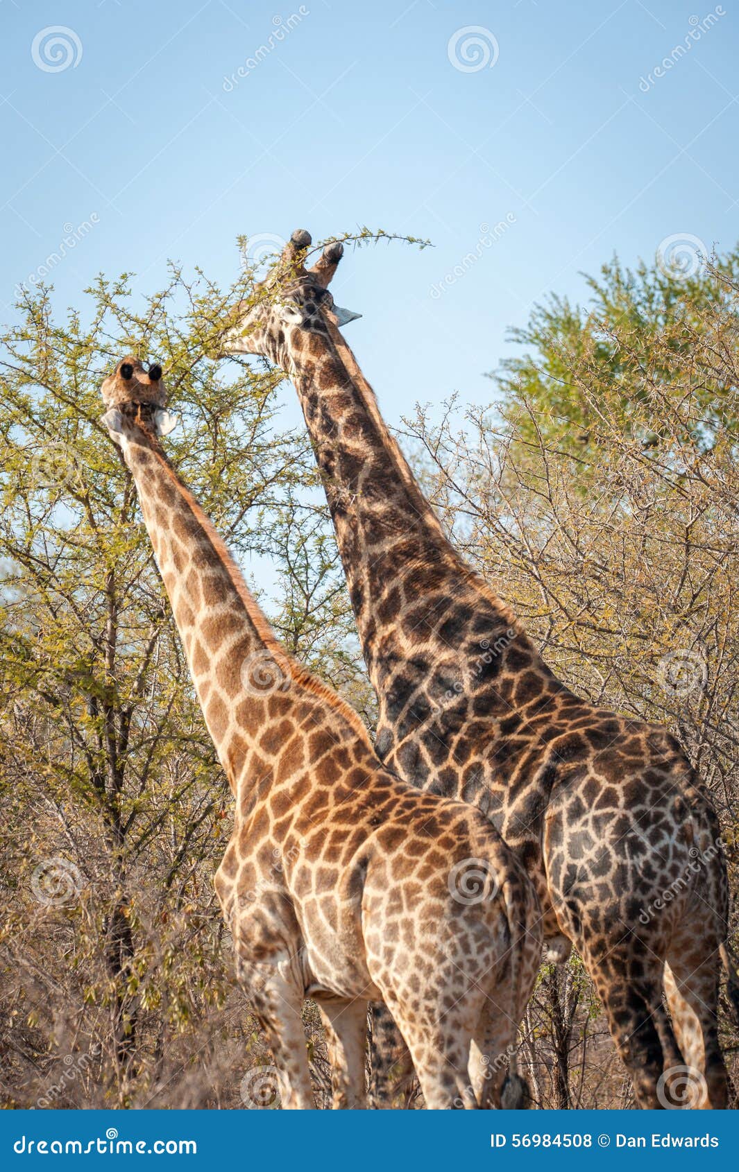 Male and Female Giraffe Eating Stock Photo - Image of portrait, feeding