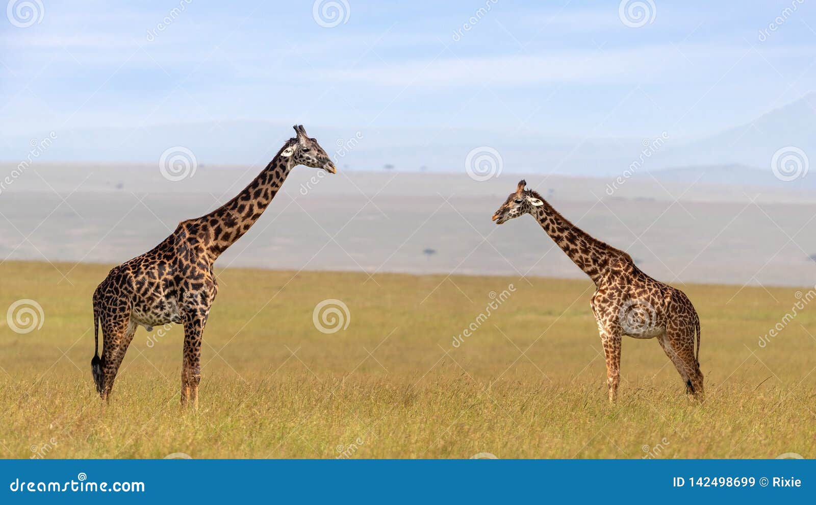 Male and Female Giraffe in the Masai Mara Stock Image - Image of nature