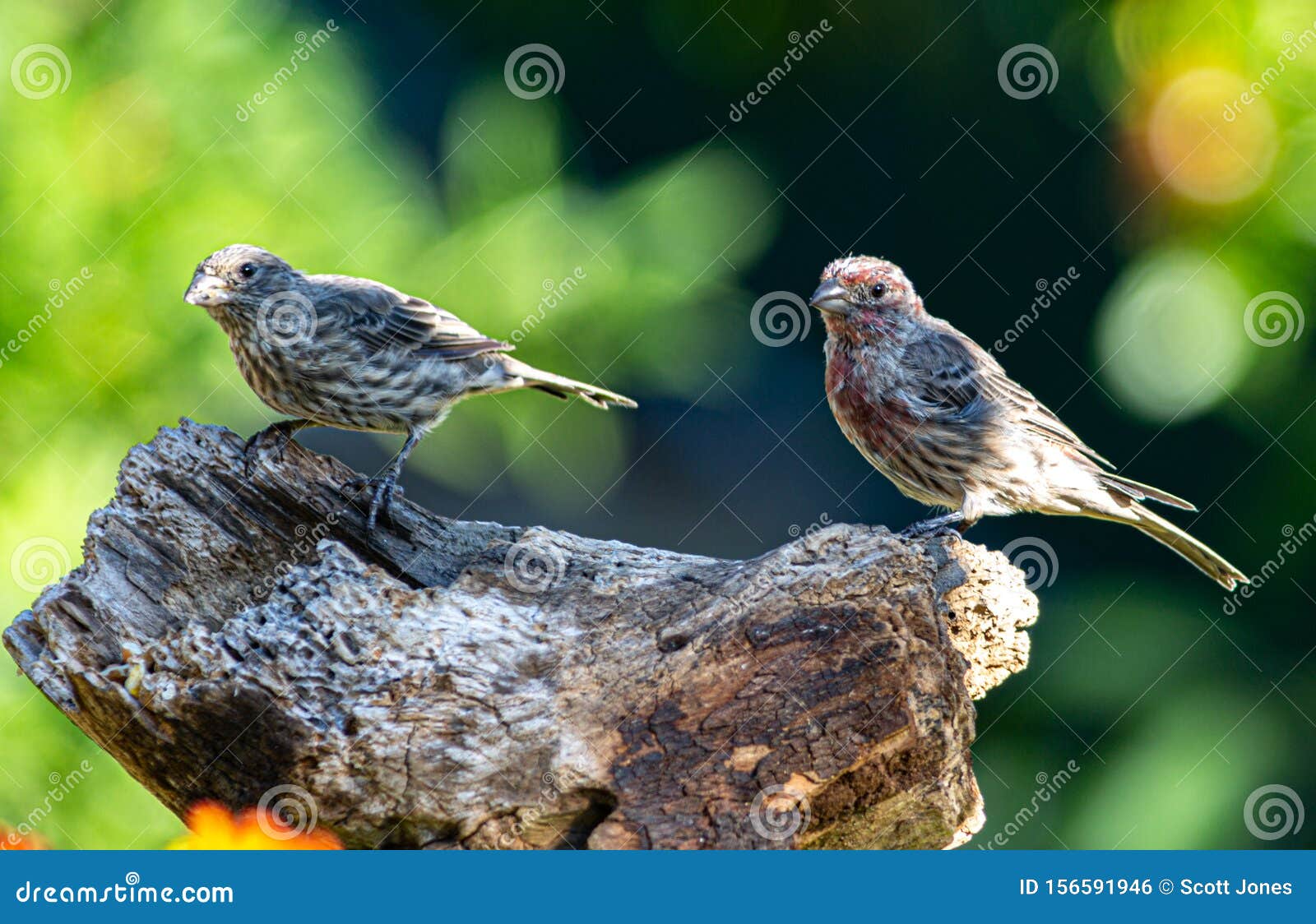 Male And Female House Finches Stock Photo Image Of Nature Finches 156591946,Three Way Switch Diagram