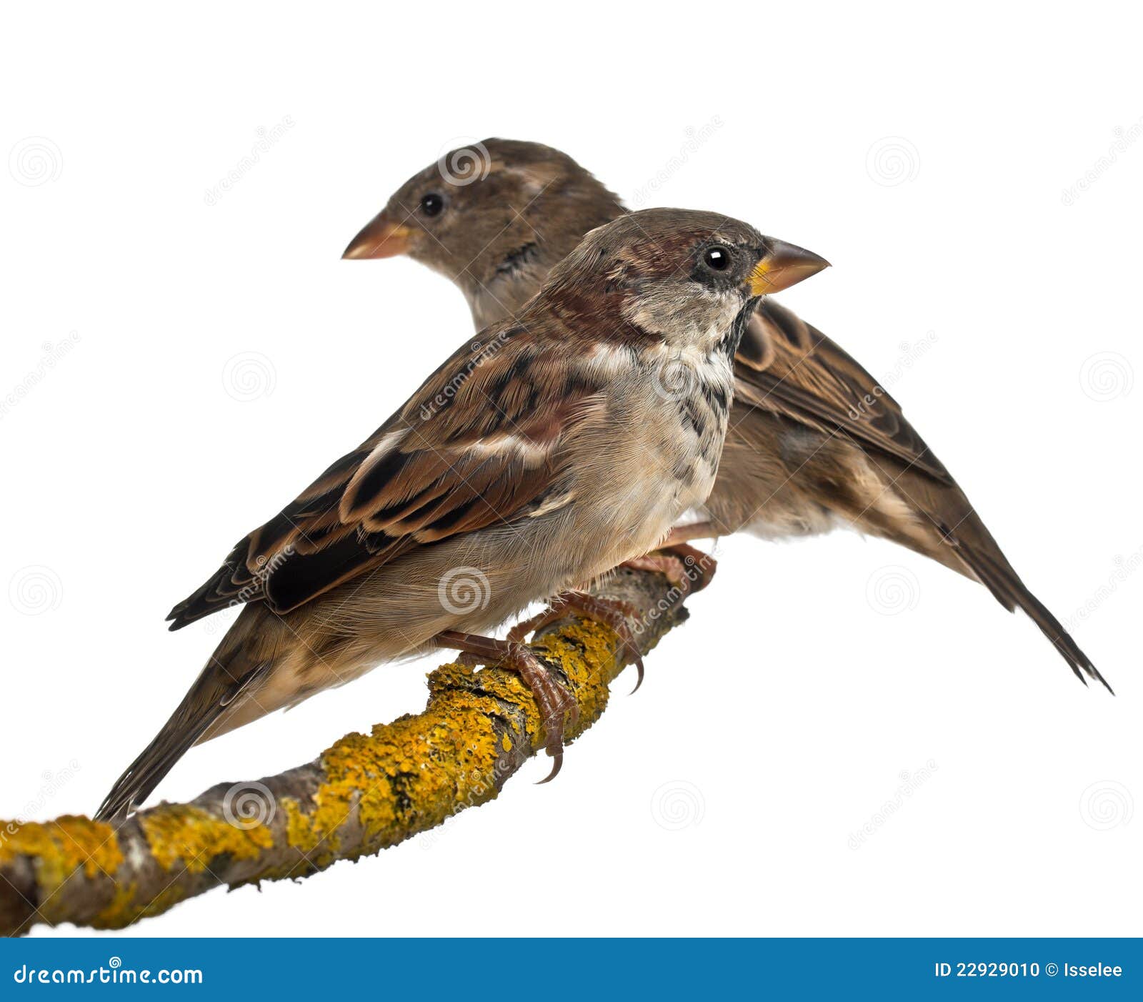 male and female house sparrows, passer