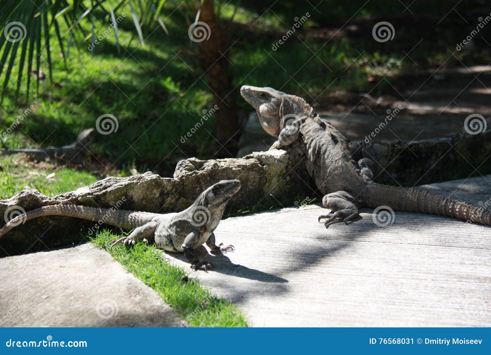 Male and female iguanas stock image. 